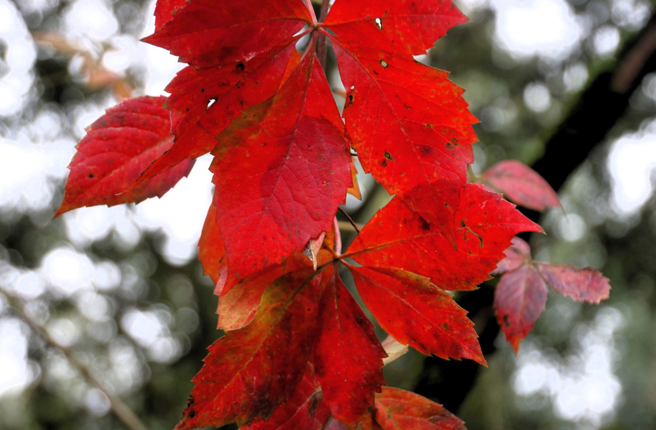 Red leaves