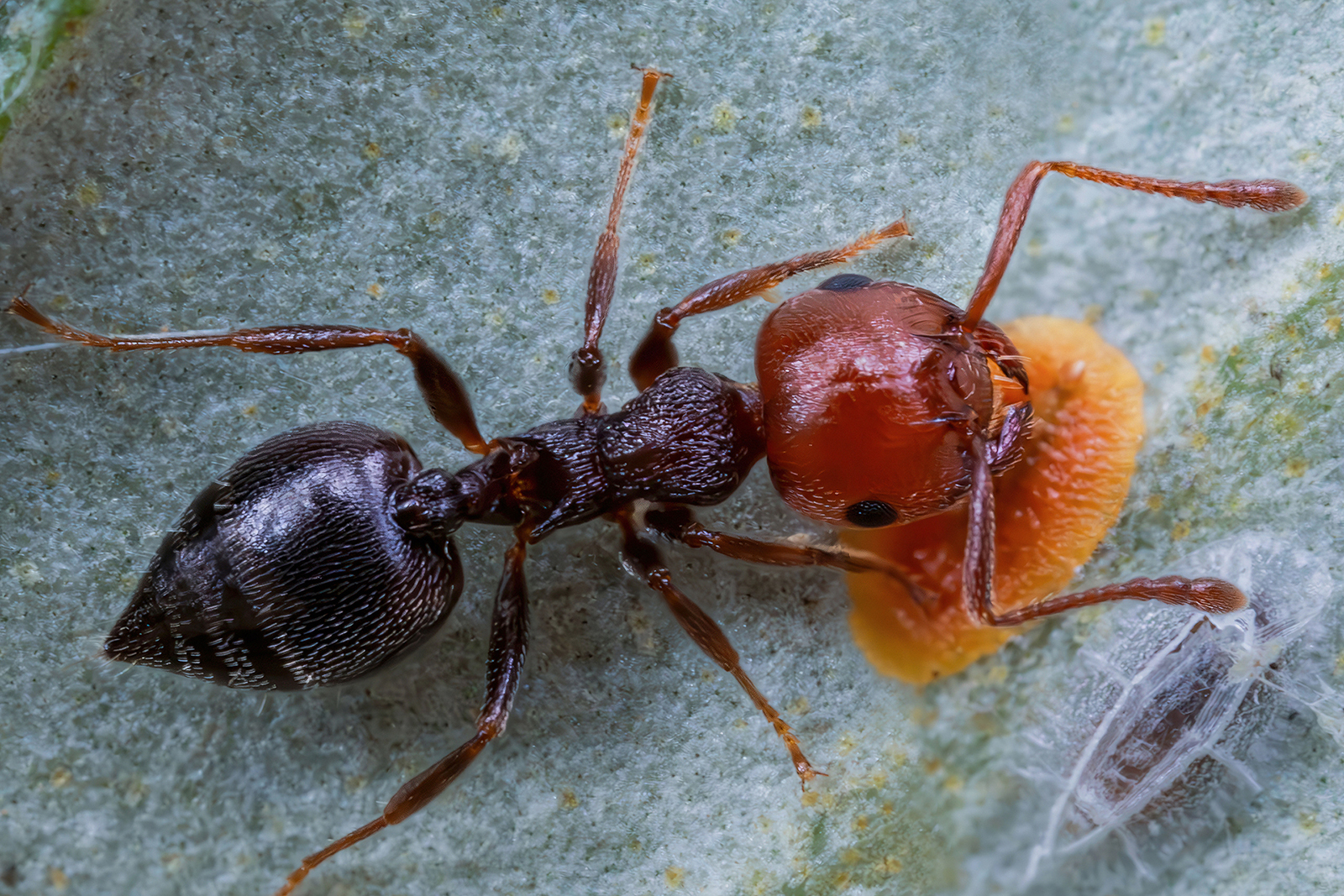 Crematogaster scutellaris