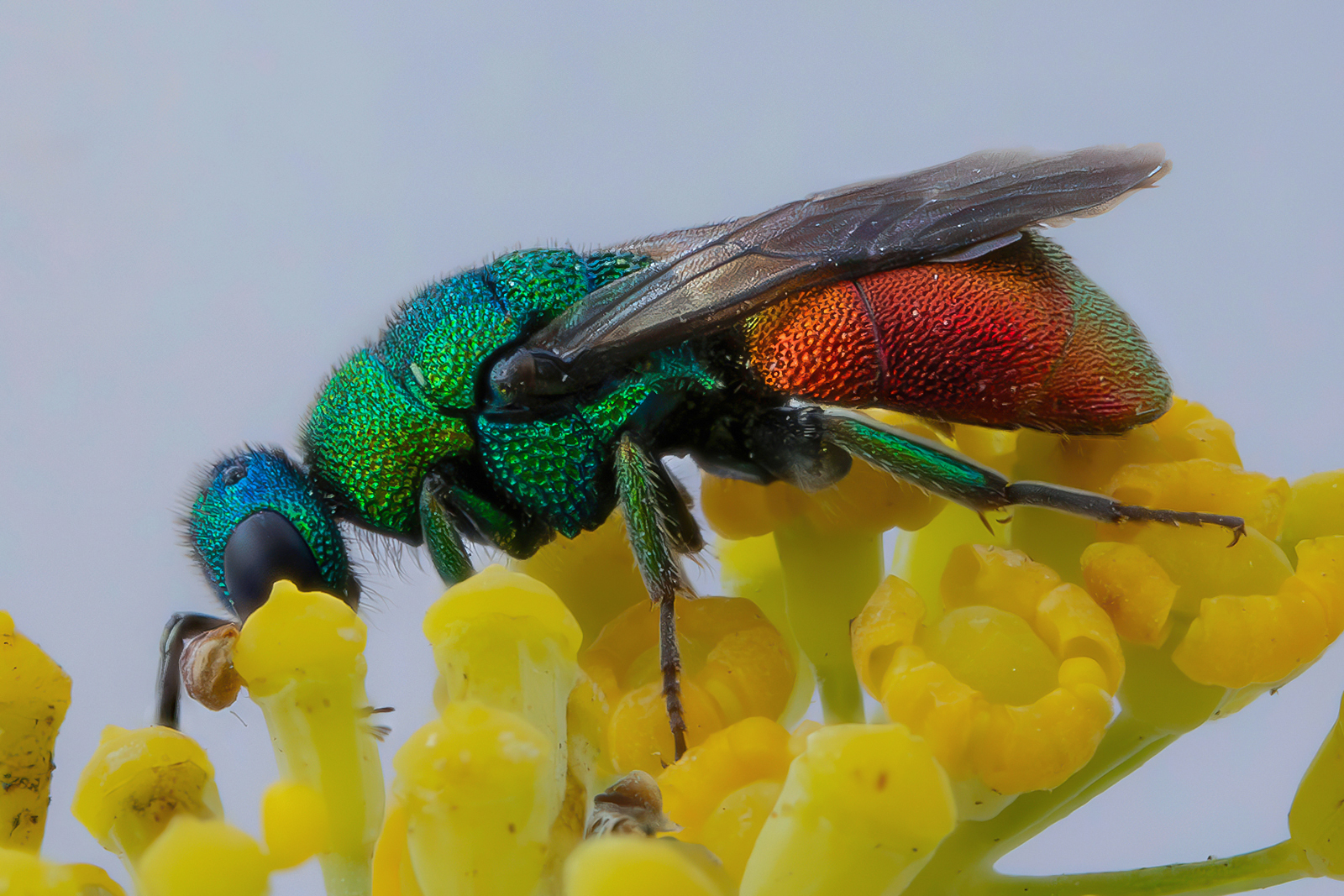 Chrysididae sp. z o.o.