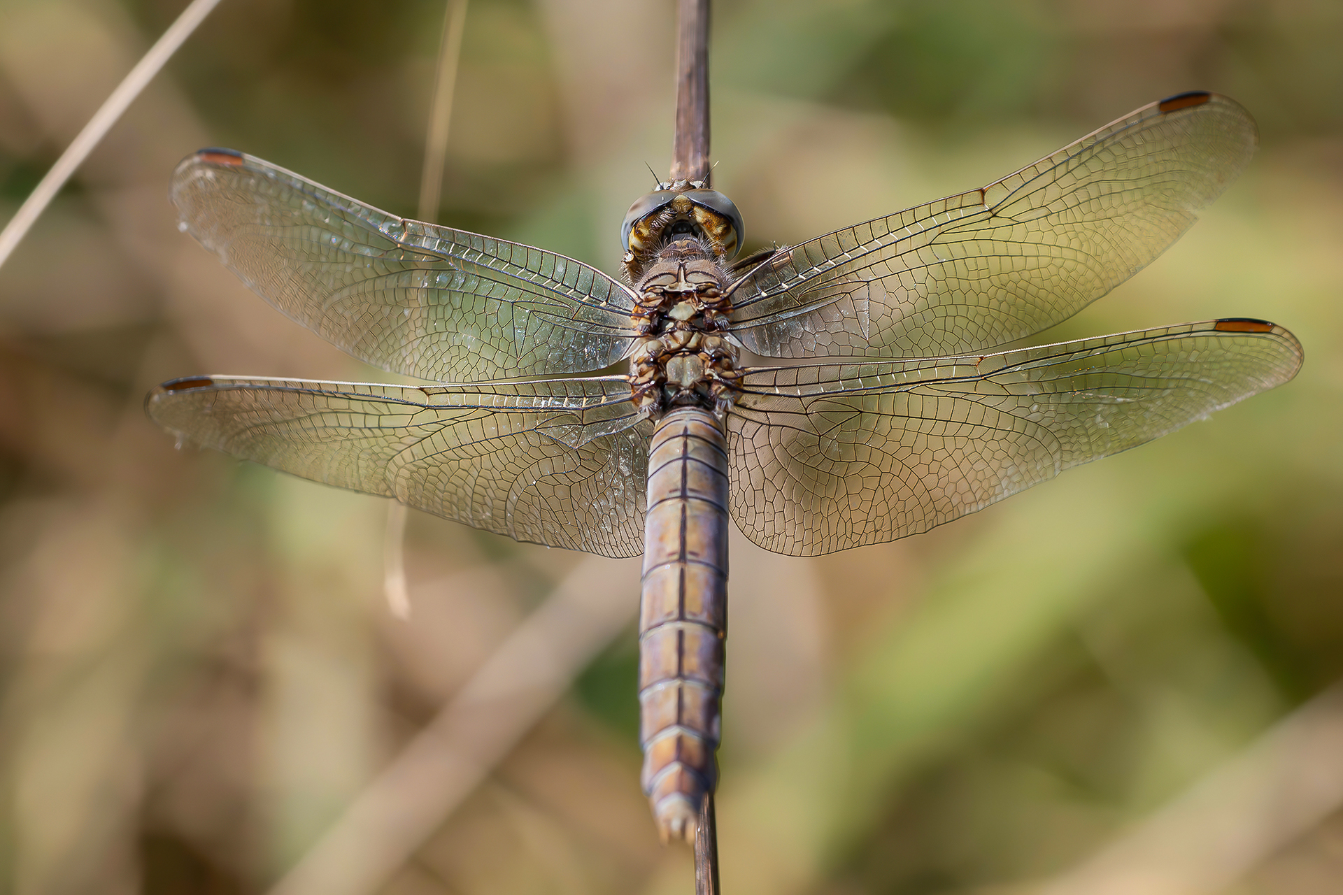 Orthetrum sp.