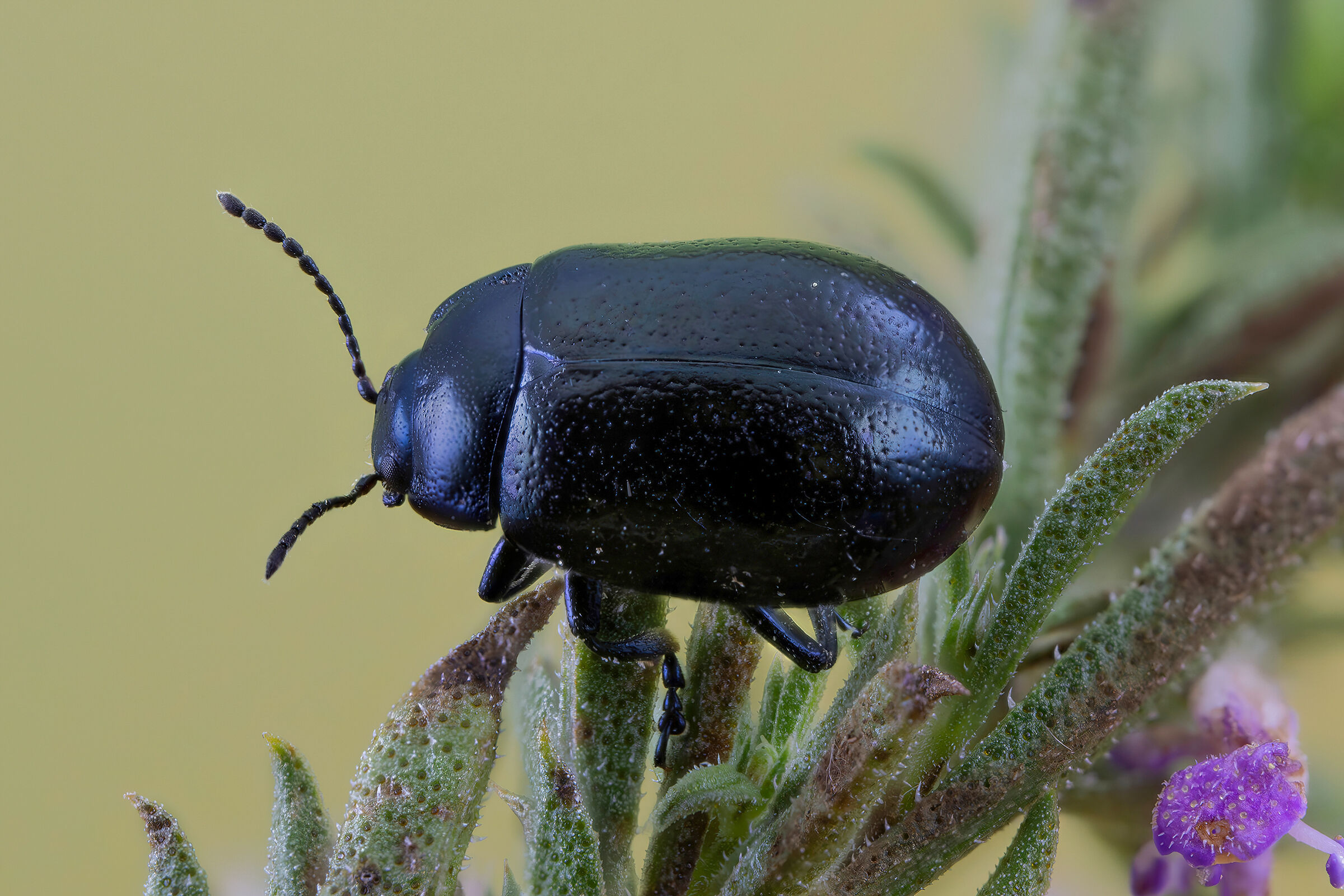 Chrysolina cerealis mixta