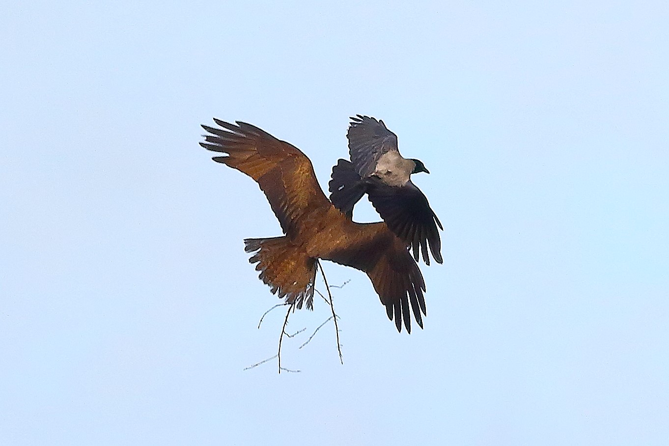 Nibbio bruno 03 maggio 2024 - 8658