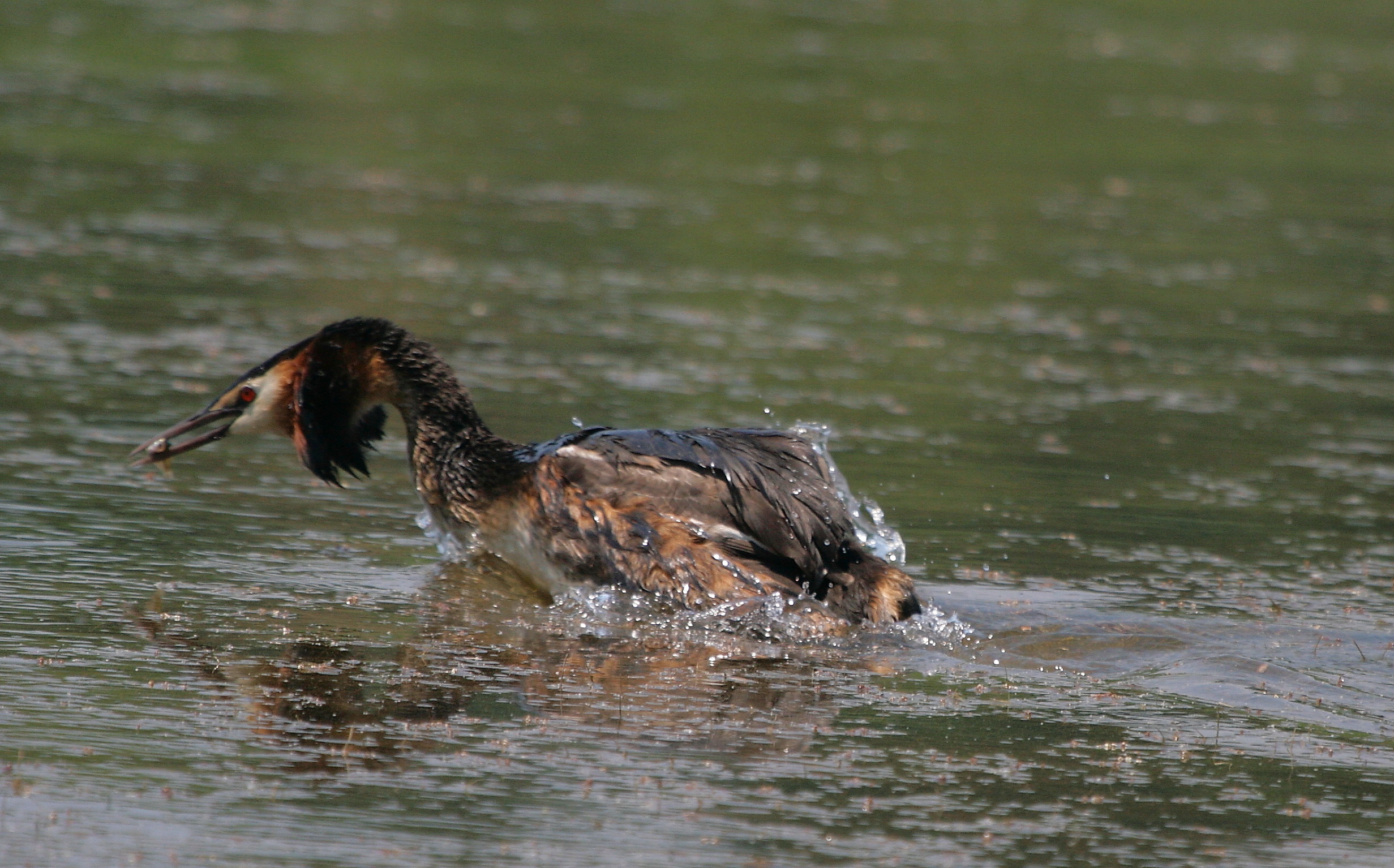 grebe