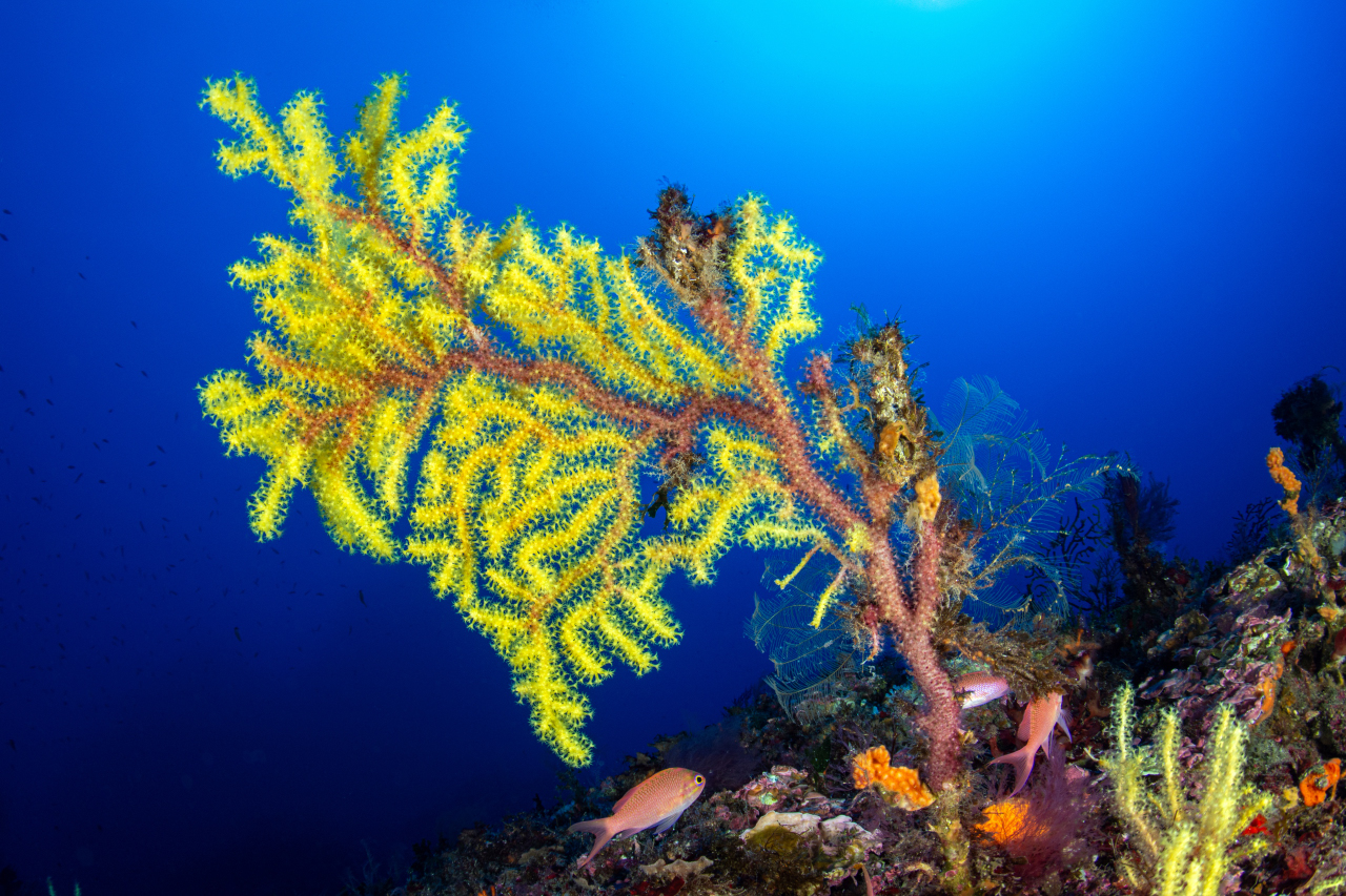 SCILLA- gorgonian with clavelline