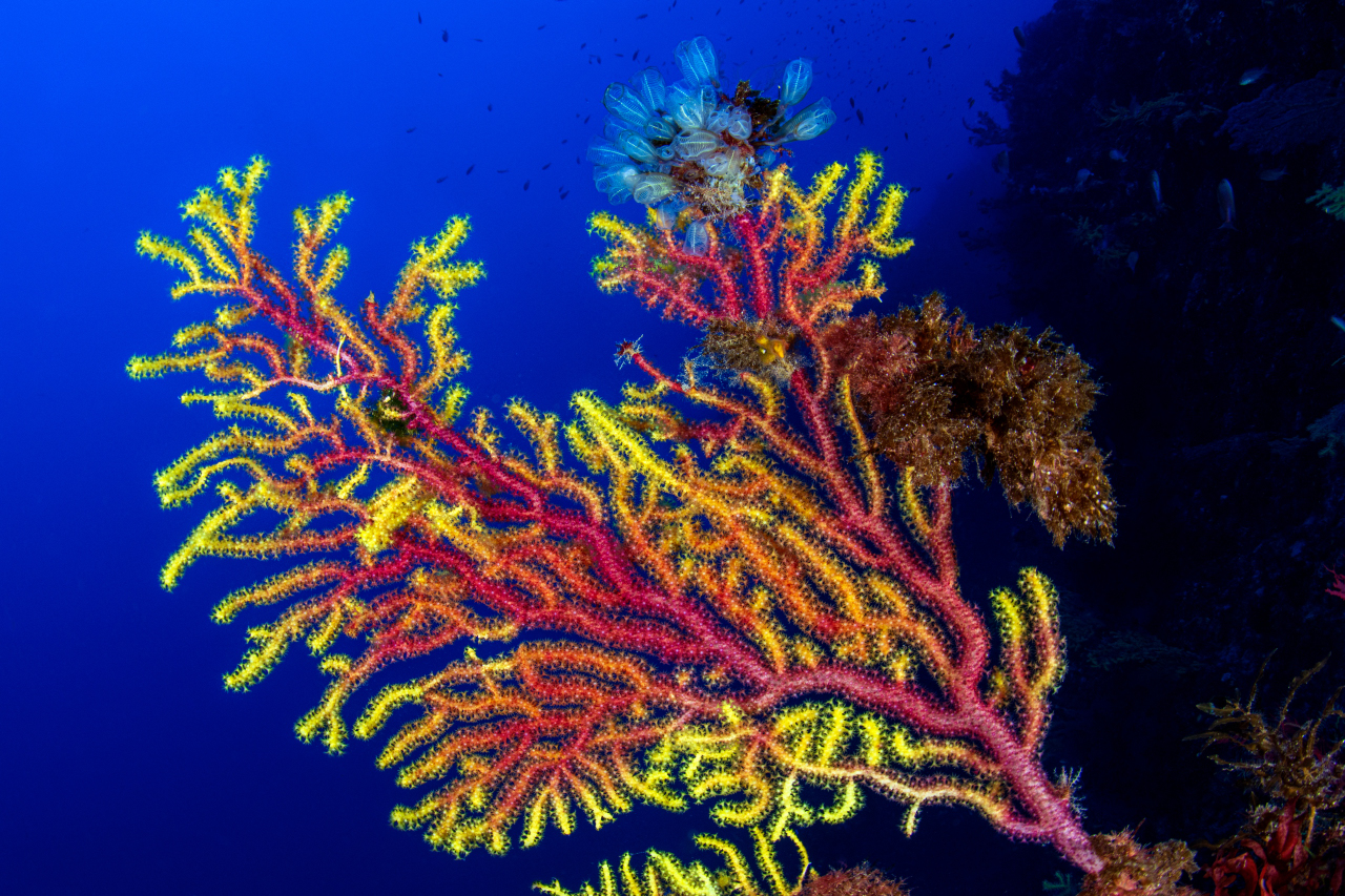 SCILLA - Gorgonian with Clavelline