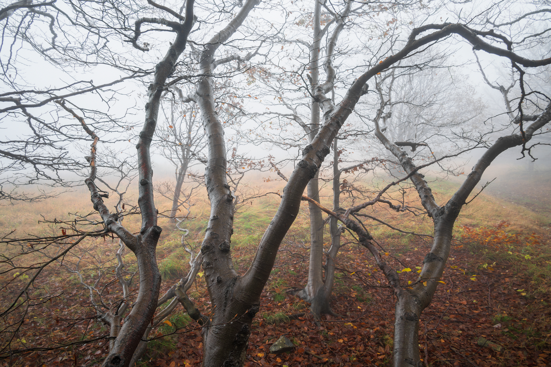 Fall Wishper