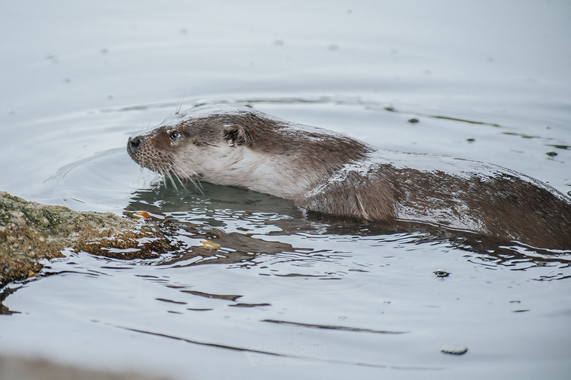 lontra
