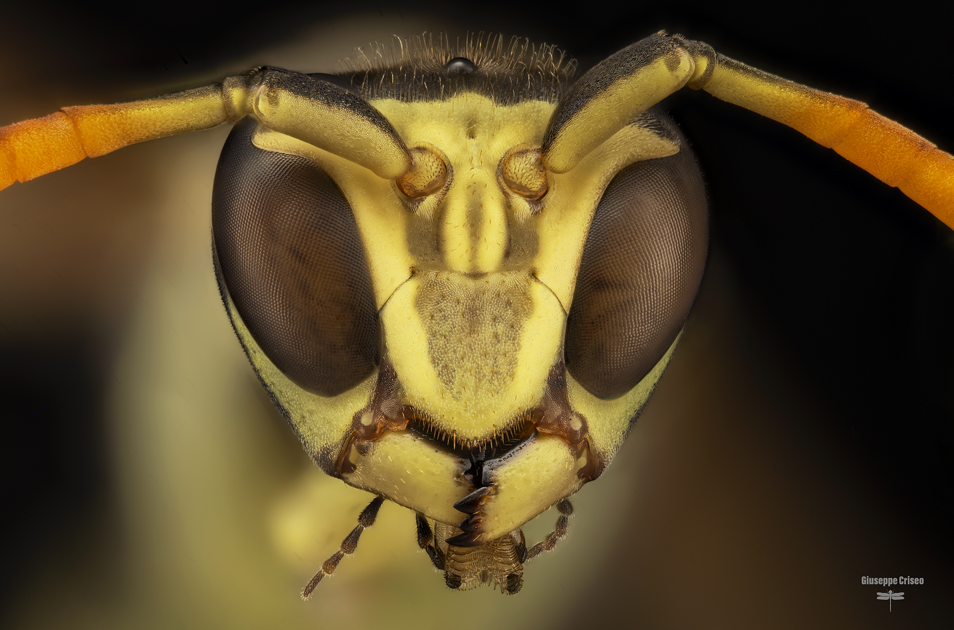 Polistes dominula, Vespidae