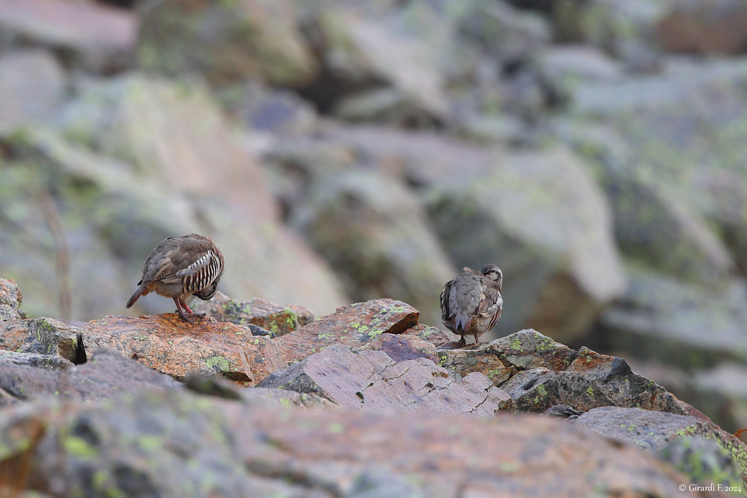 Rock partridges (young people).