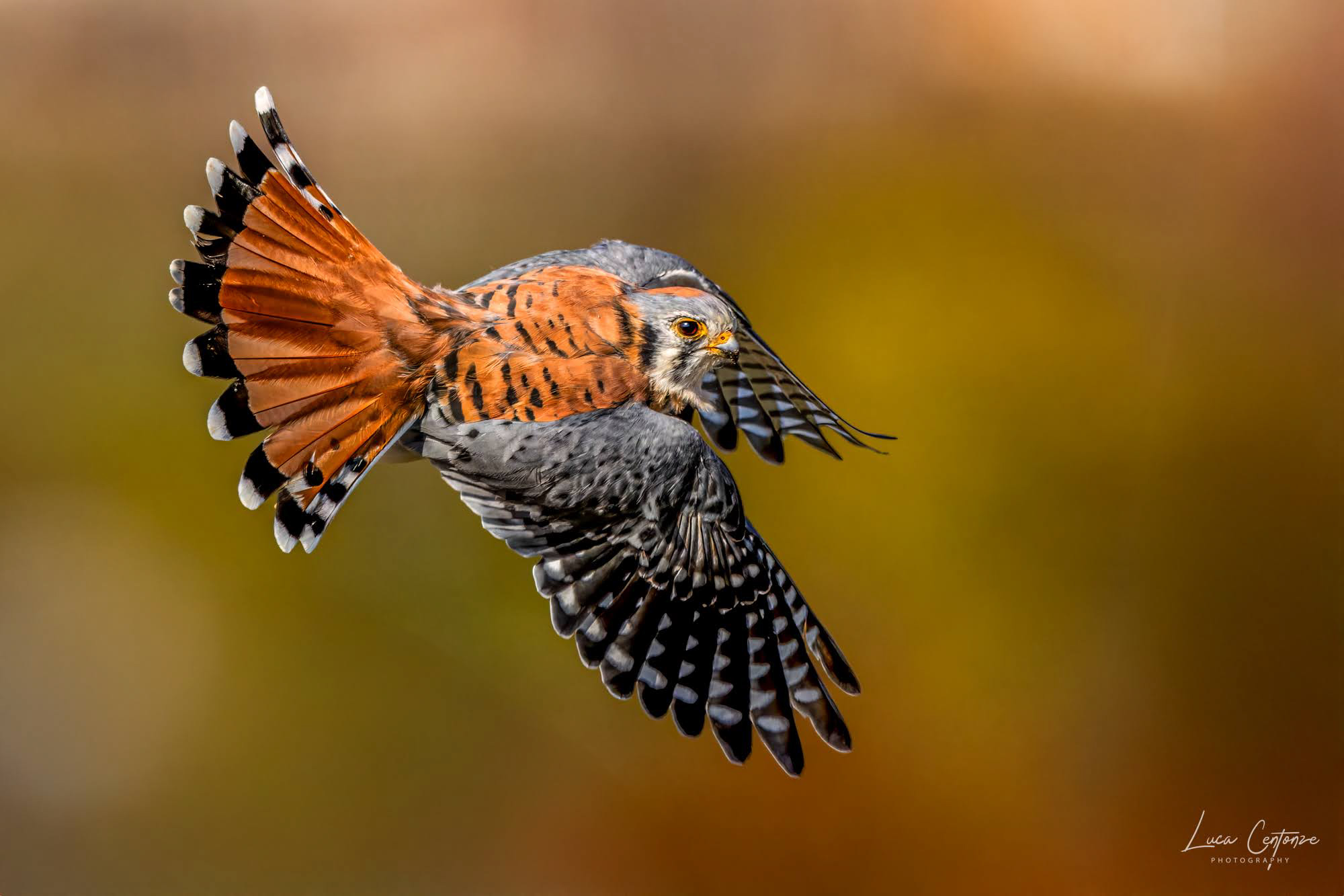 American Kestrel Male (Kestrel)