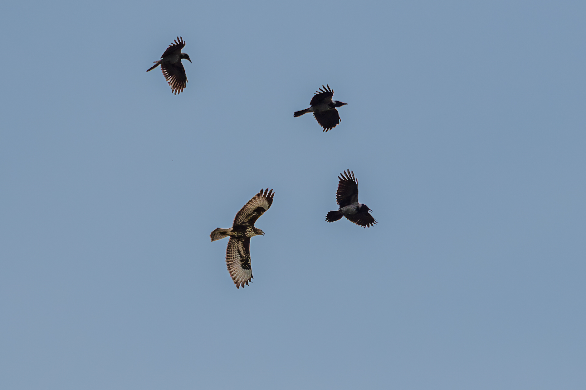 Buzzard