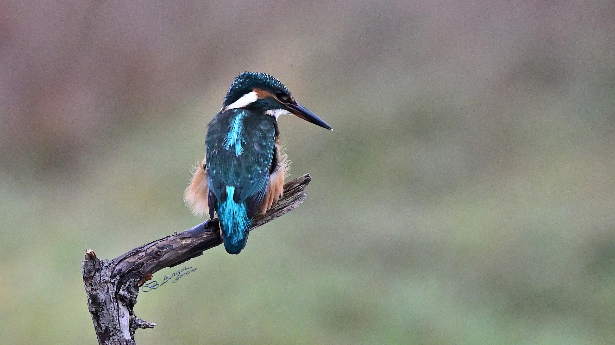 " ti sento saii "   ( Martin pescatore )