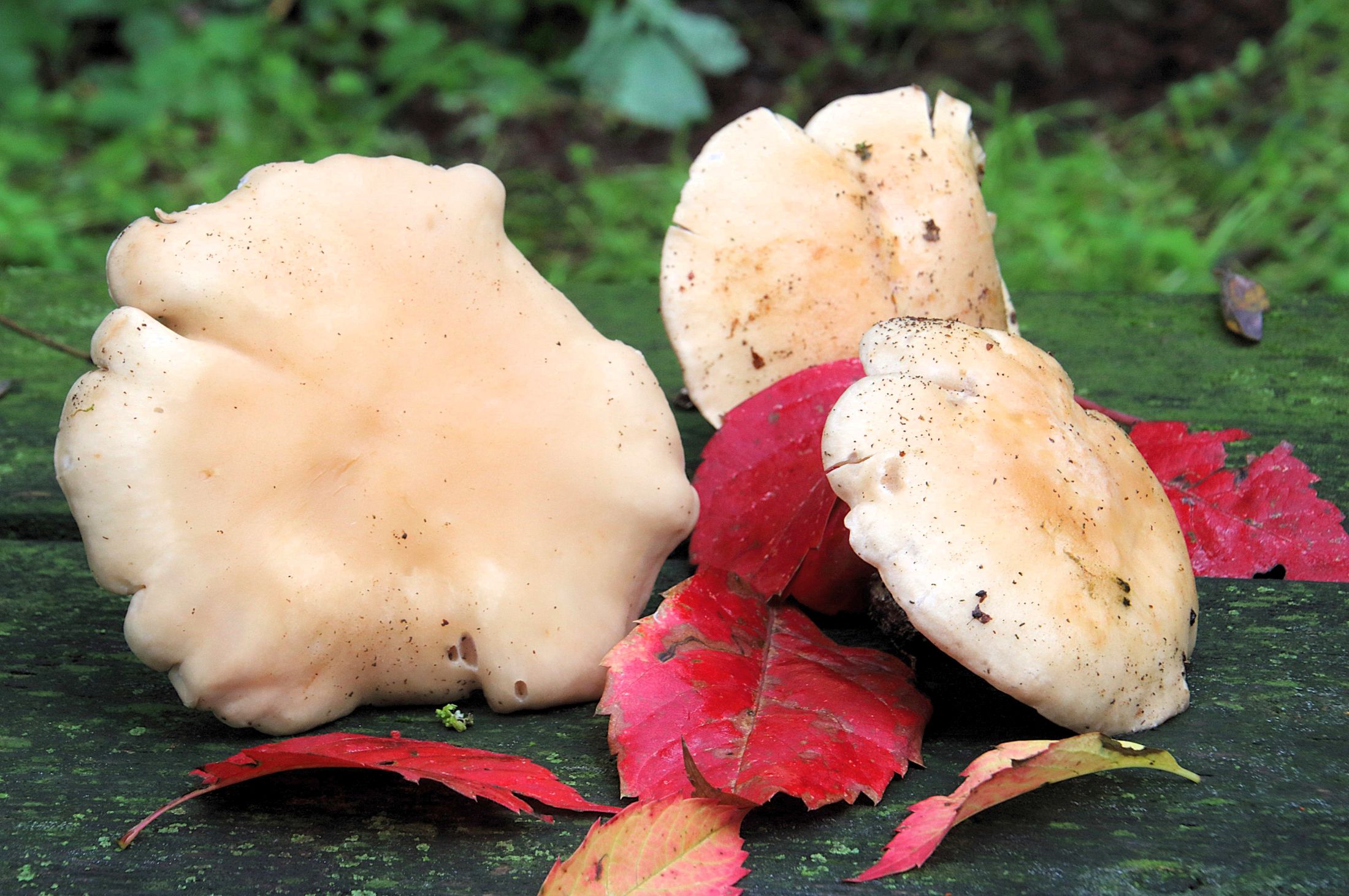 Still life with mushrooms