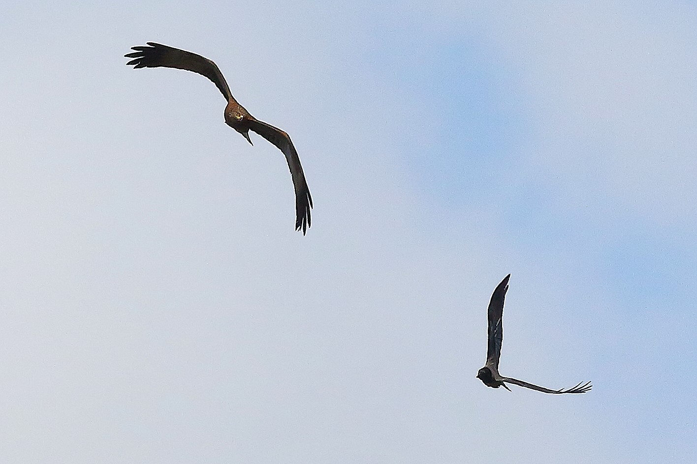 Nibbio bruno 03 maggio 2024 - 8728