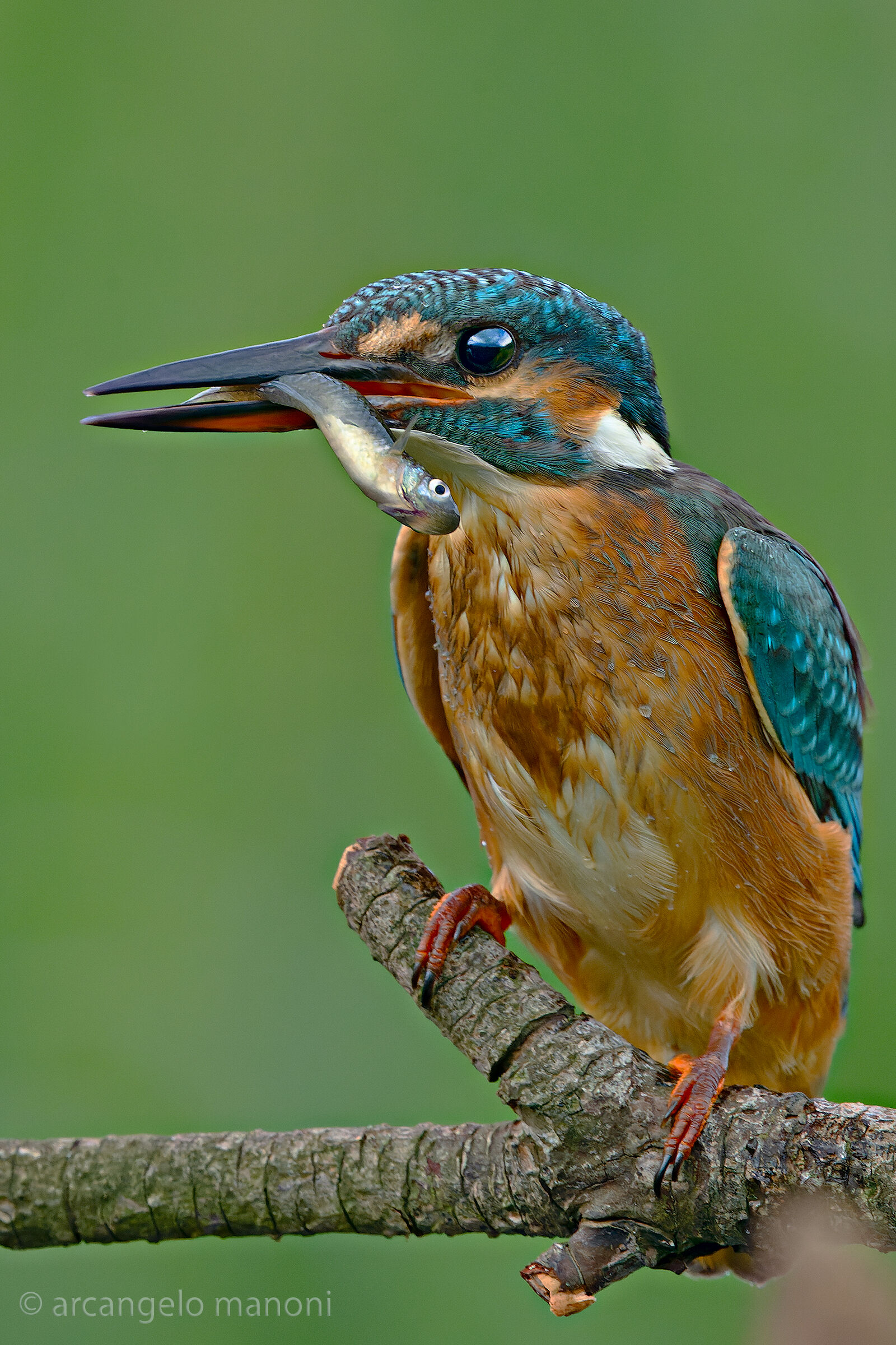 Alcedo atthis con preda