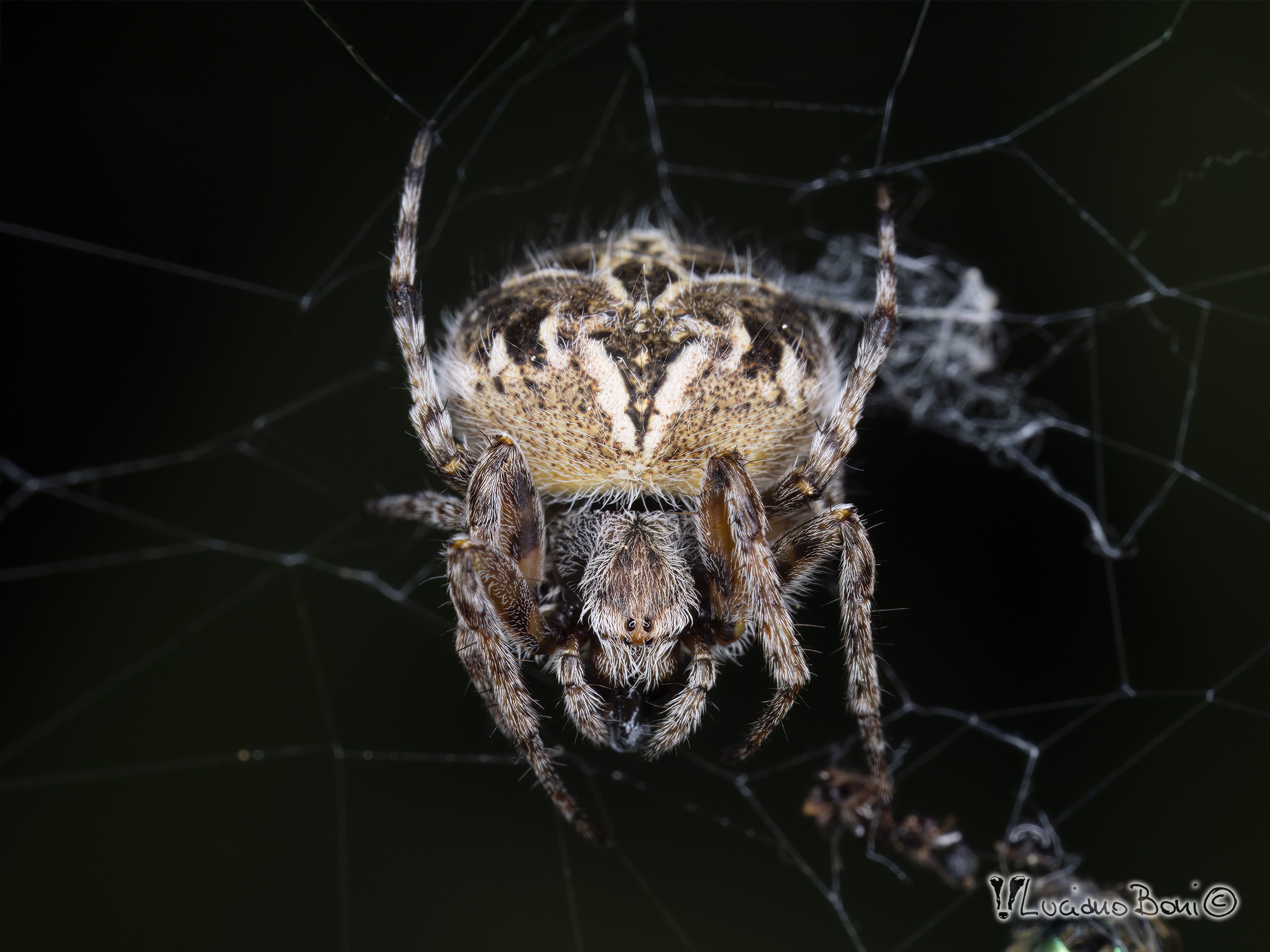 Agalenatea redii