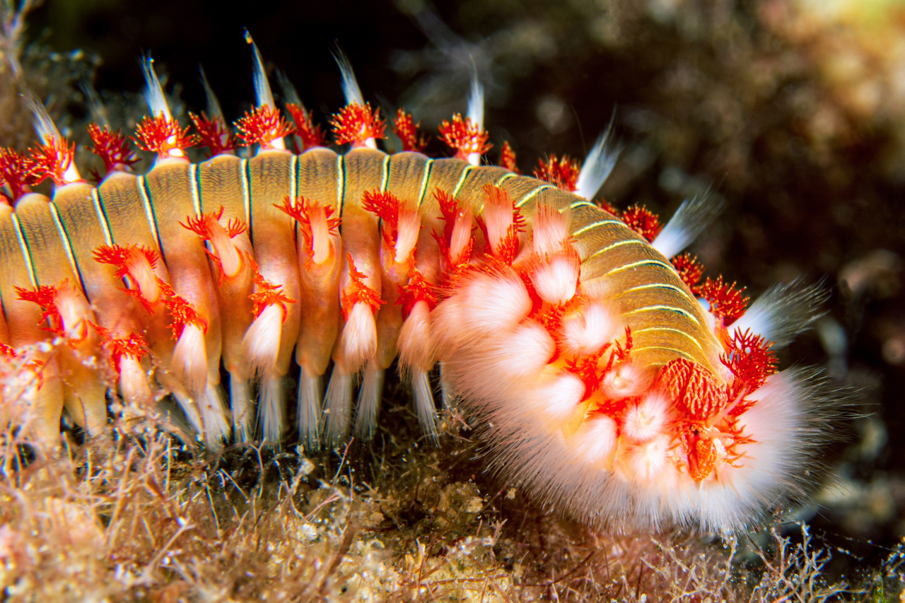 vermocane