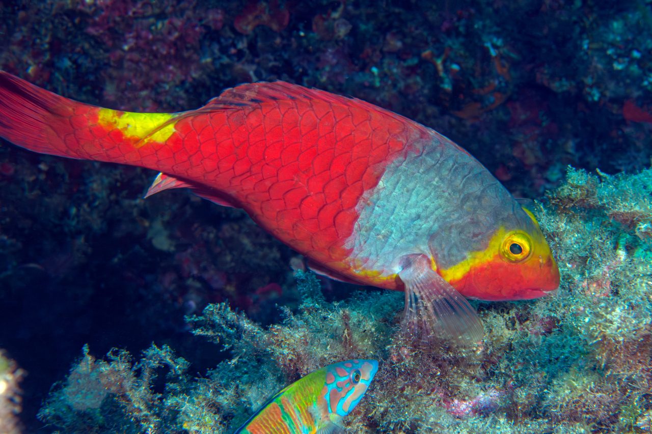 Pesce Pappagallo