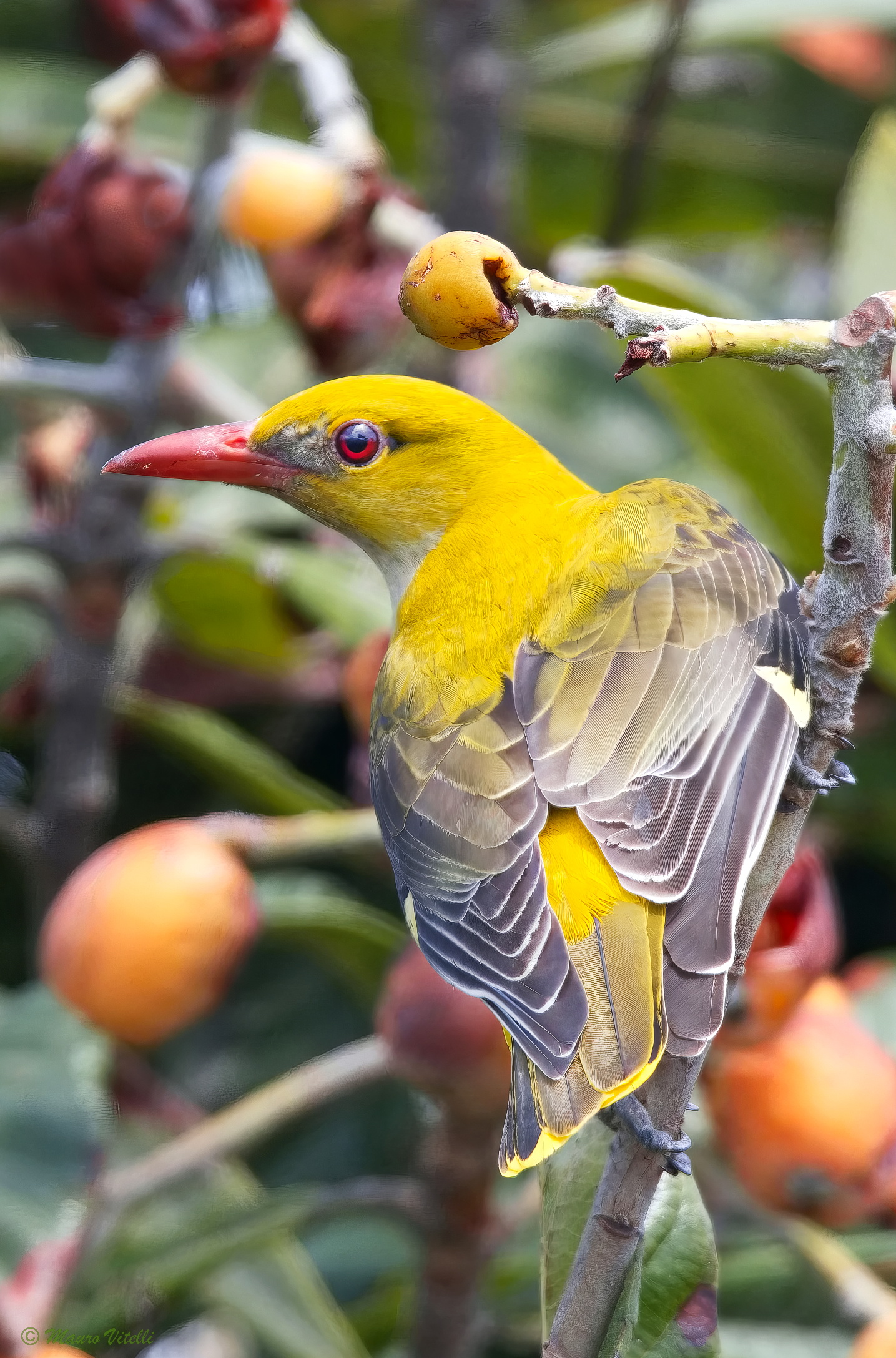 Golden Oriole (Oriolus oriolus)