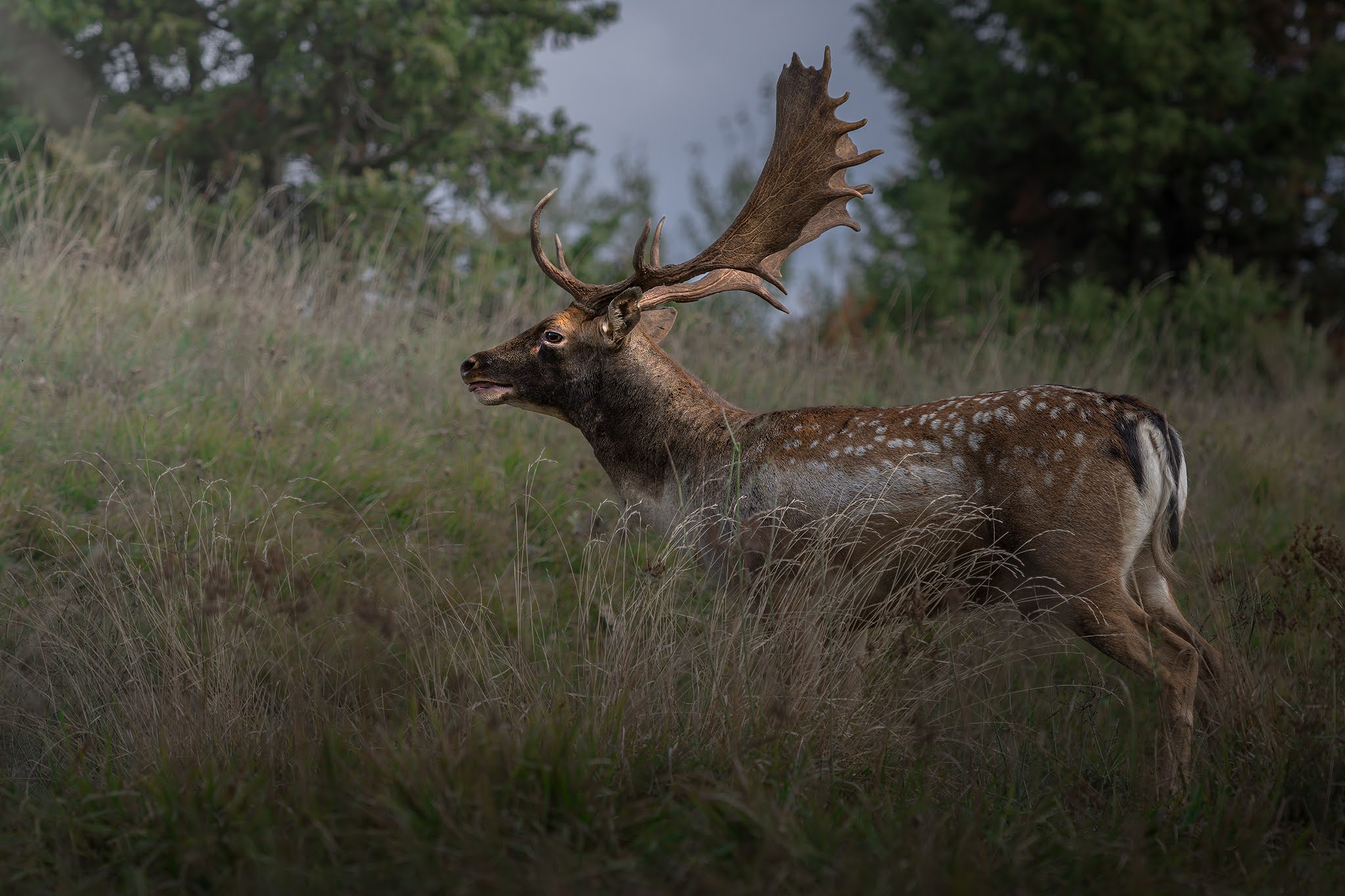 Fallow deer...