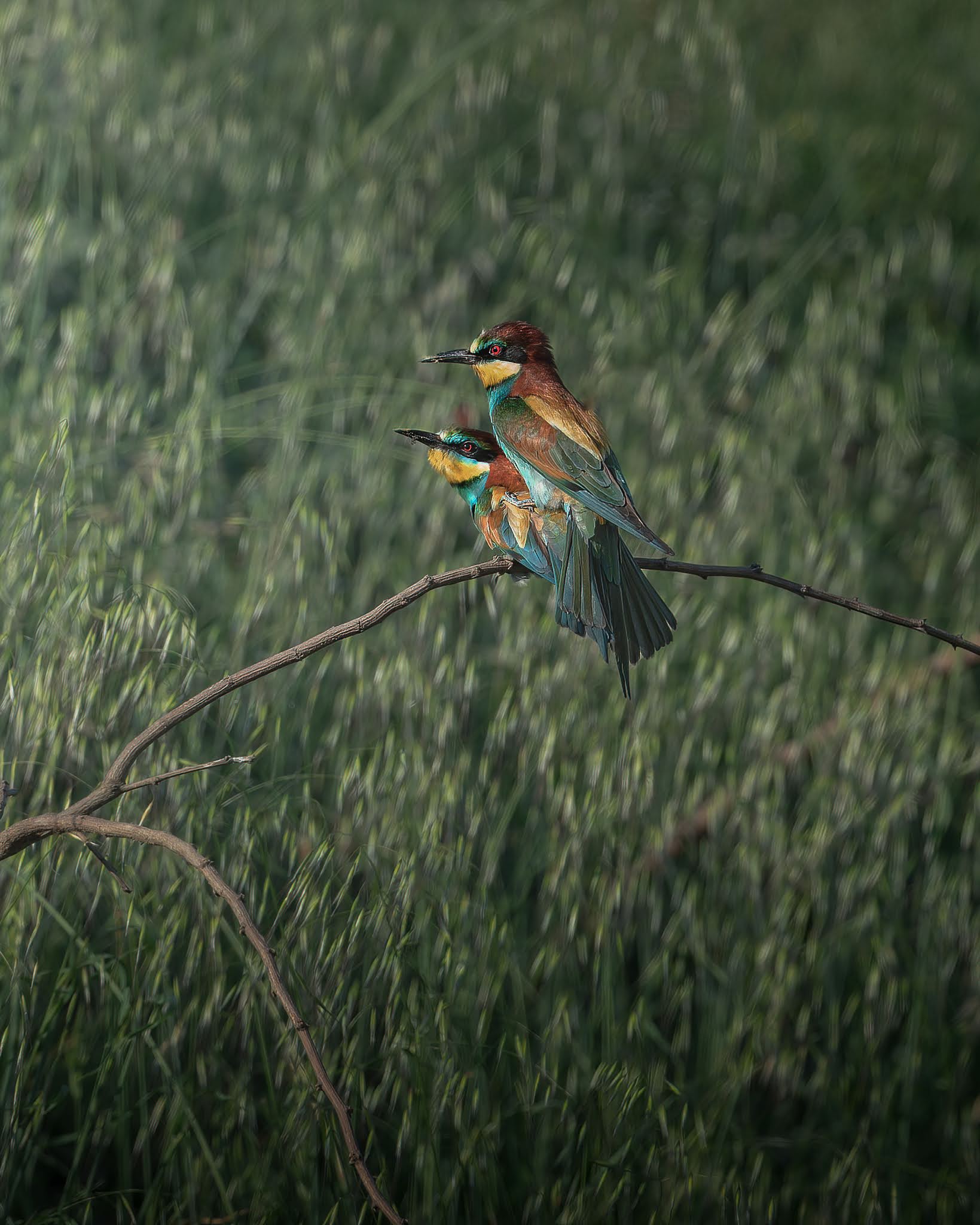 Bee-eaters...
