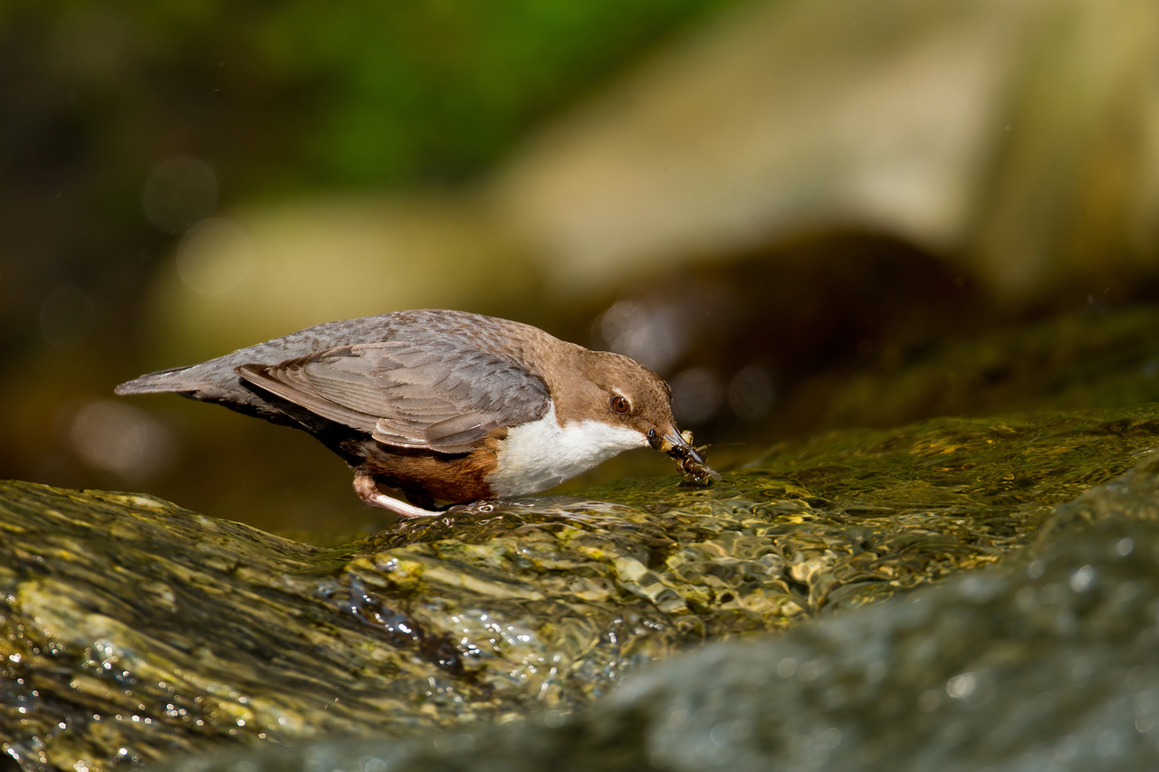Dipper