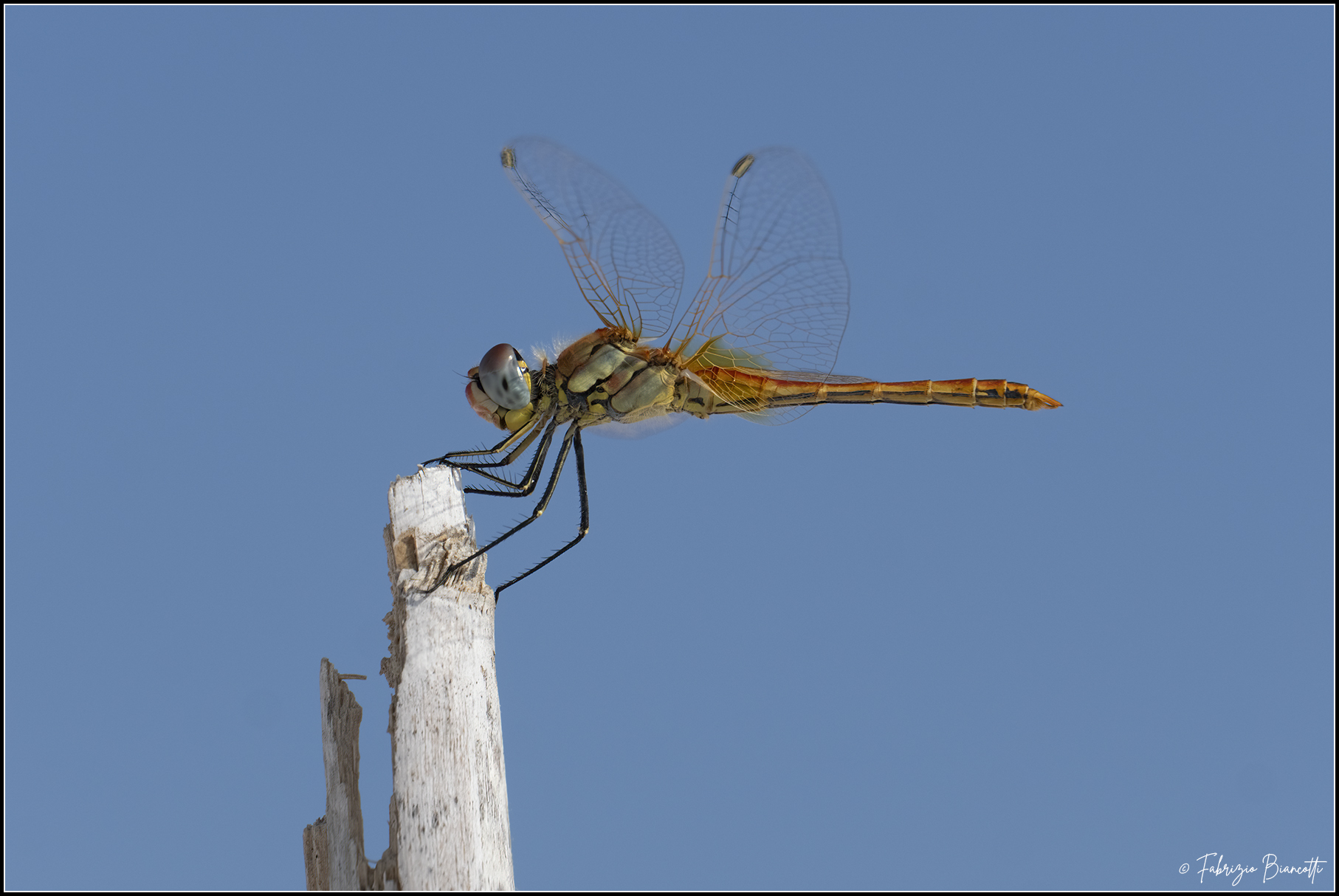 Beach dragonfly