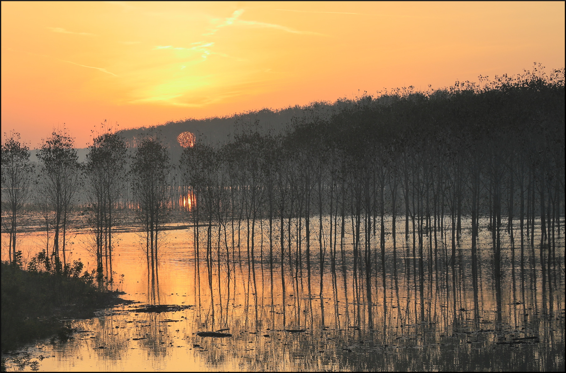 Poplar and full sunrise