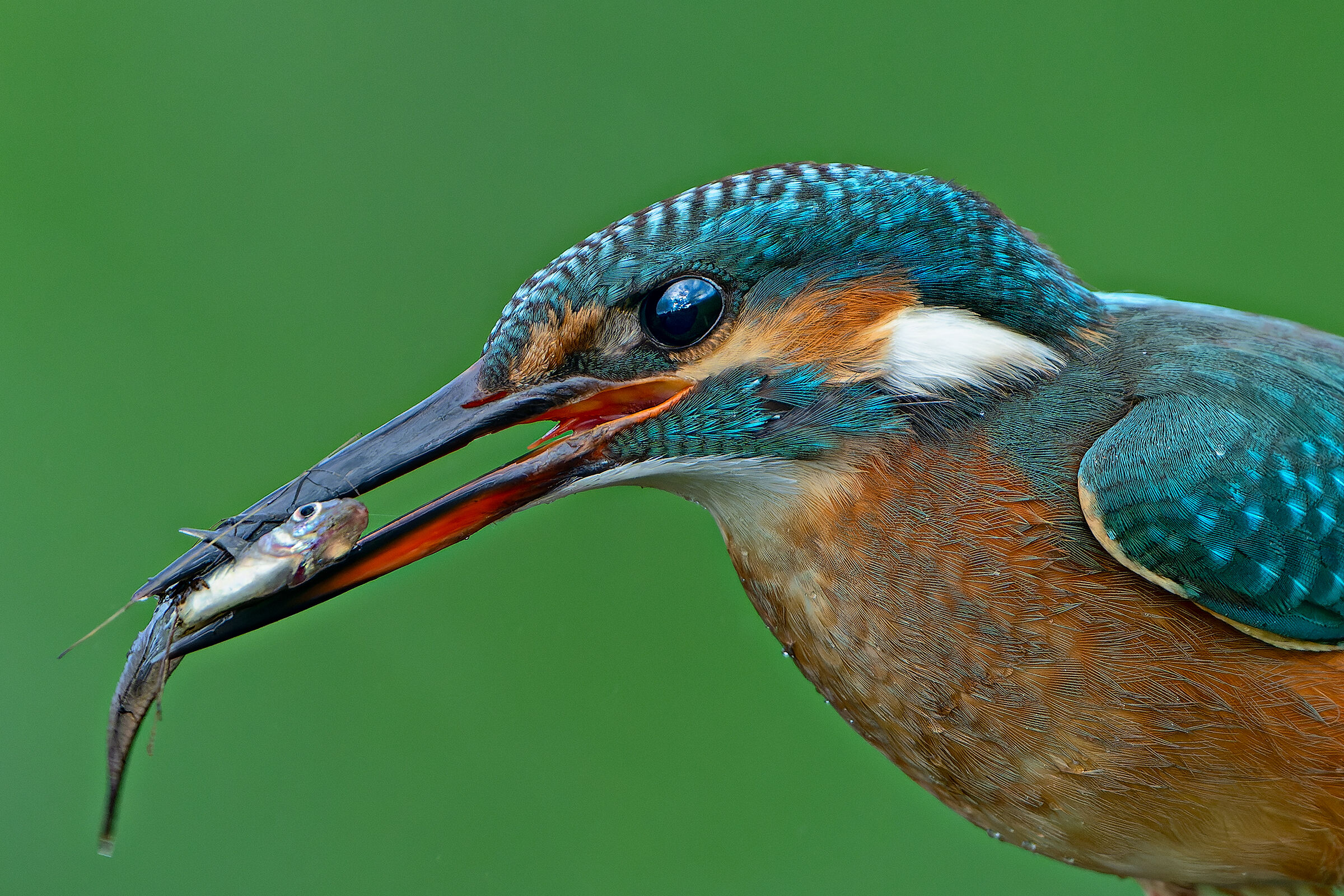 Colazione: pesciolino con insalatina
