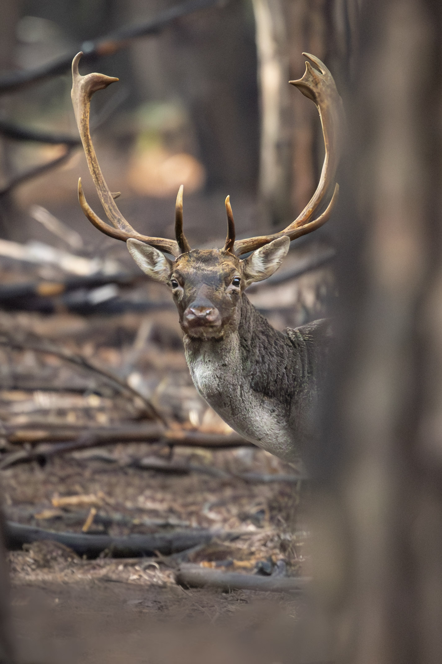 Portrait of a fallow deer