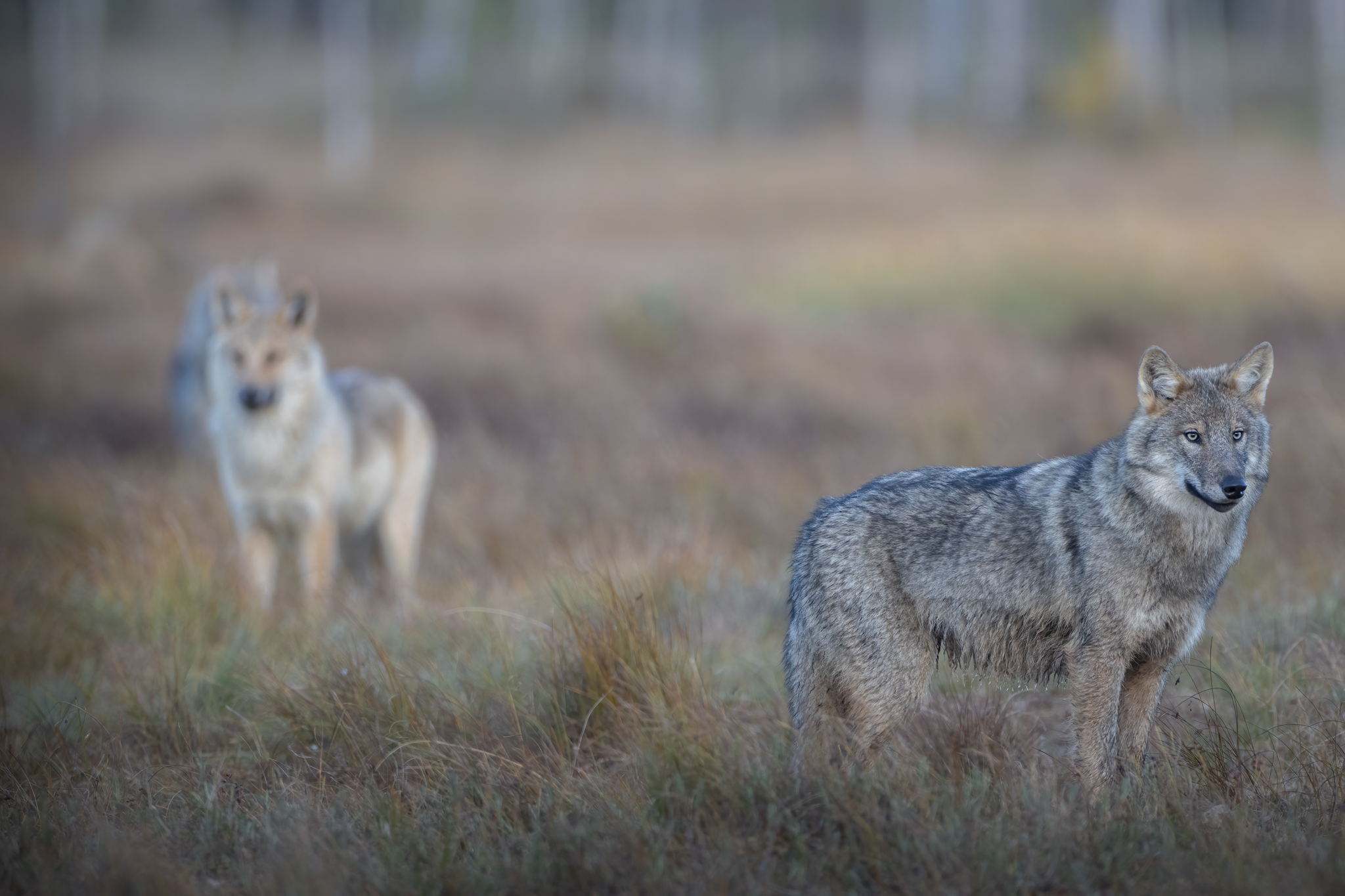 Wolf cub in the Wild Taiga