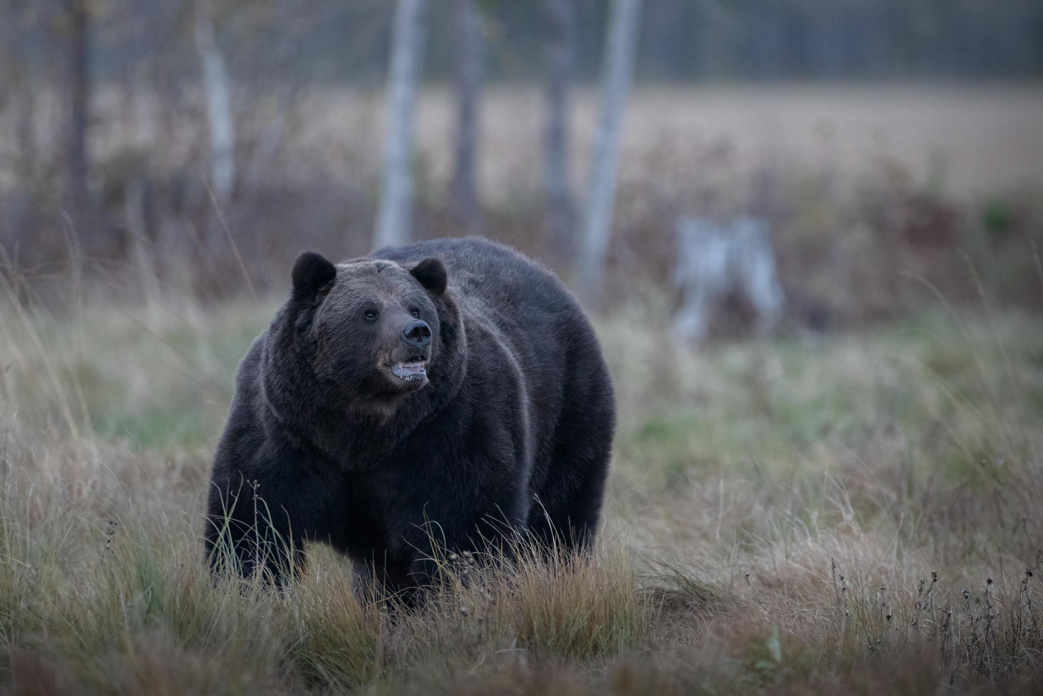 Big brown bear in the Wild Taiga