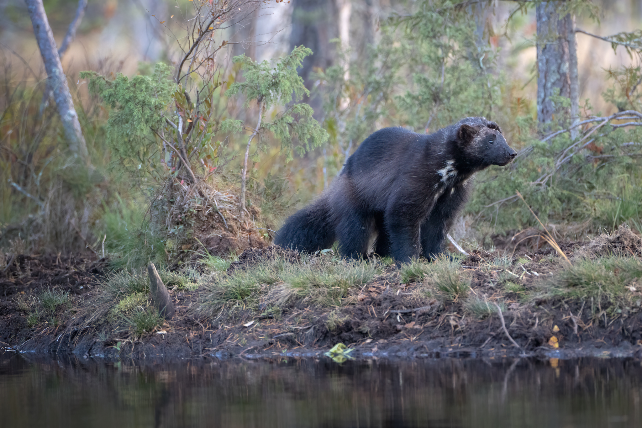 Wolverine in the Wild Taiga
