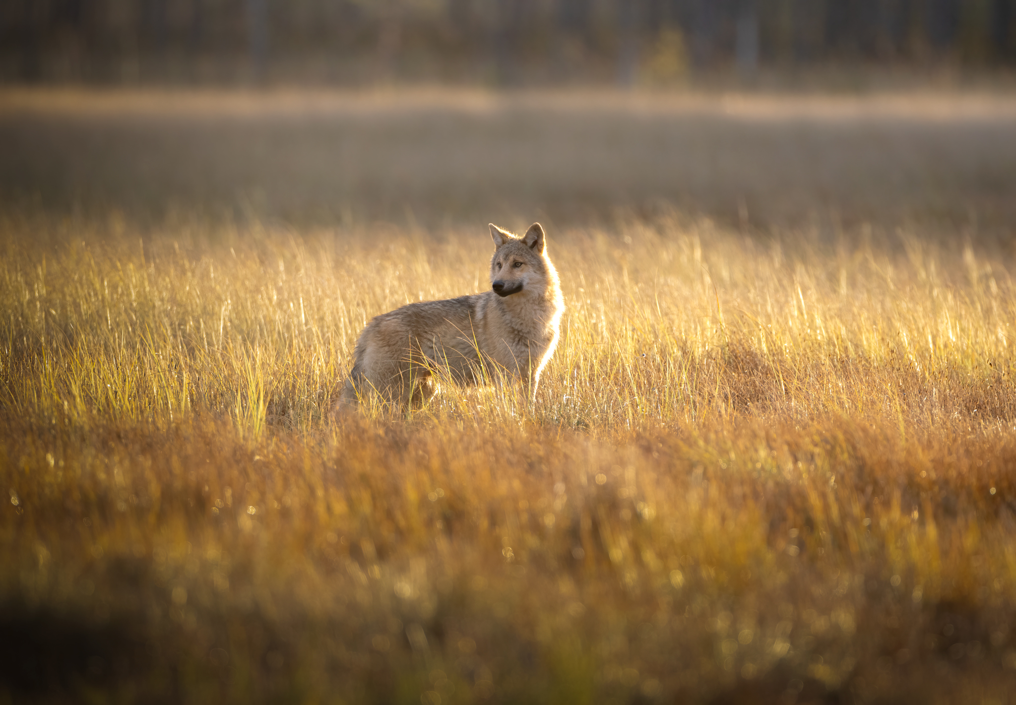 Wolf cub at sunrise