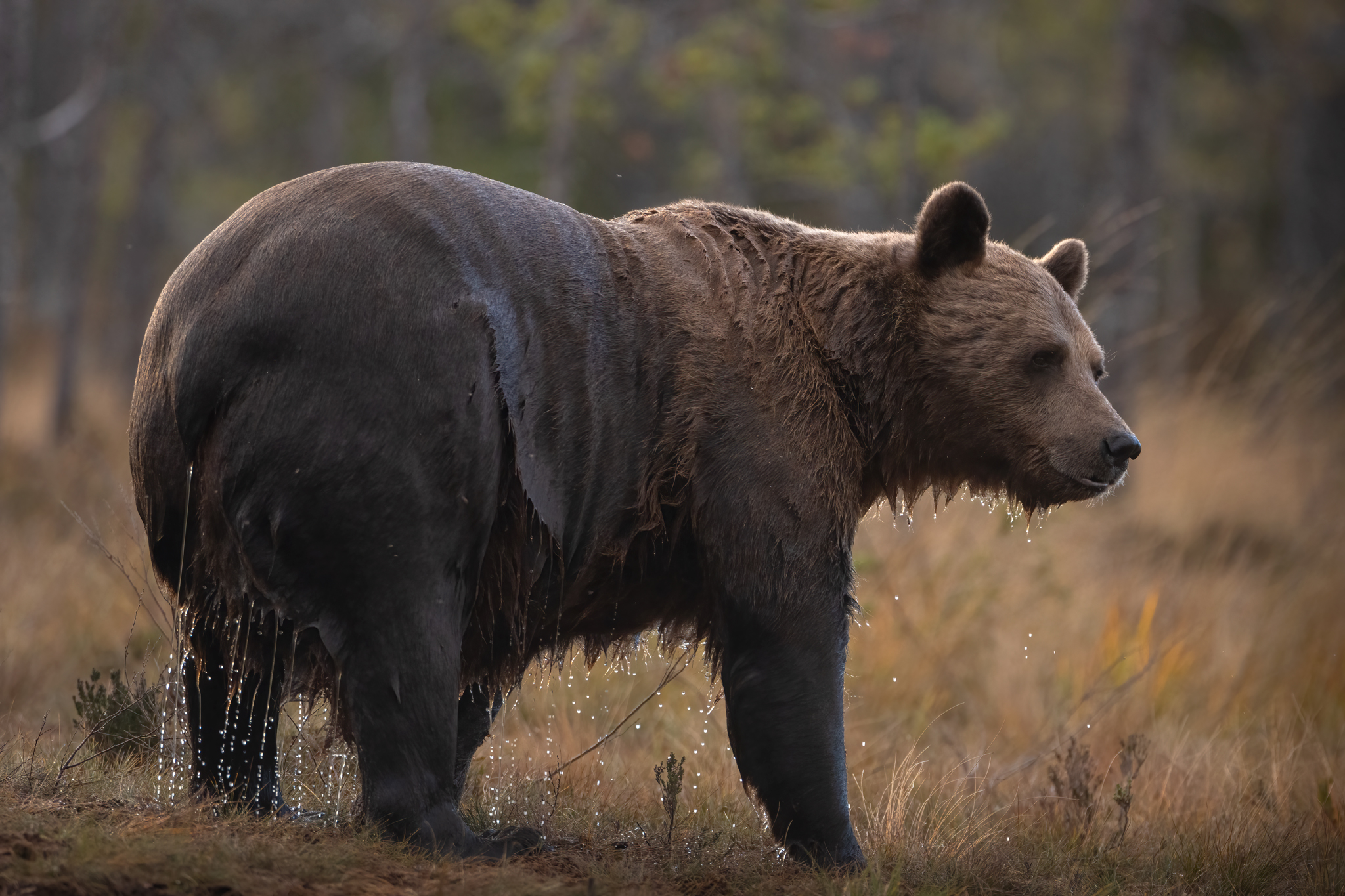 Brown bear at sunset