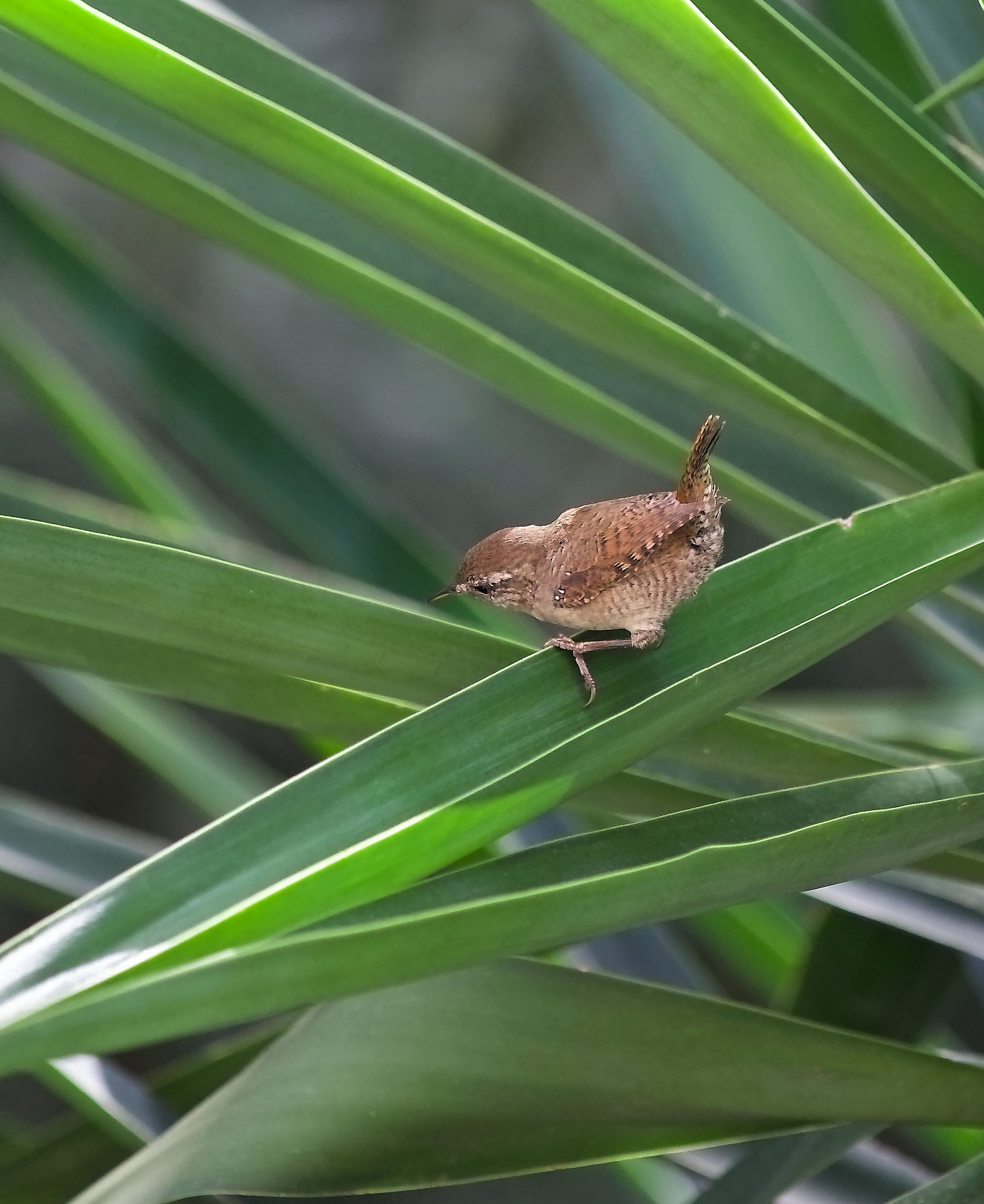 Lo Scricciolo dal mio balcone