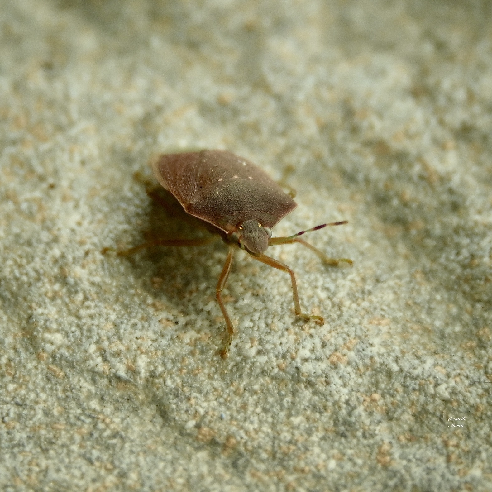 Smiling bedbug!