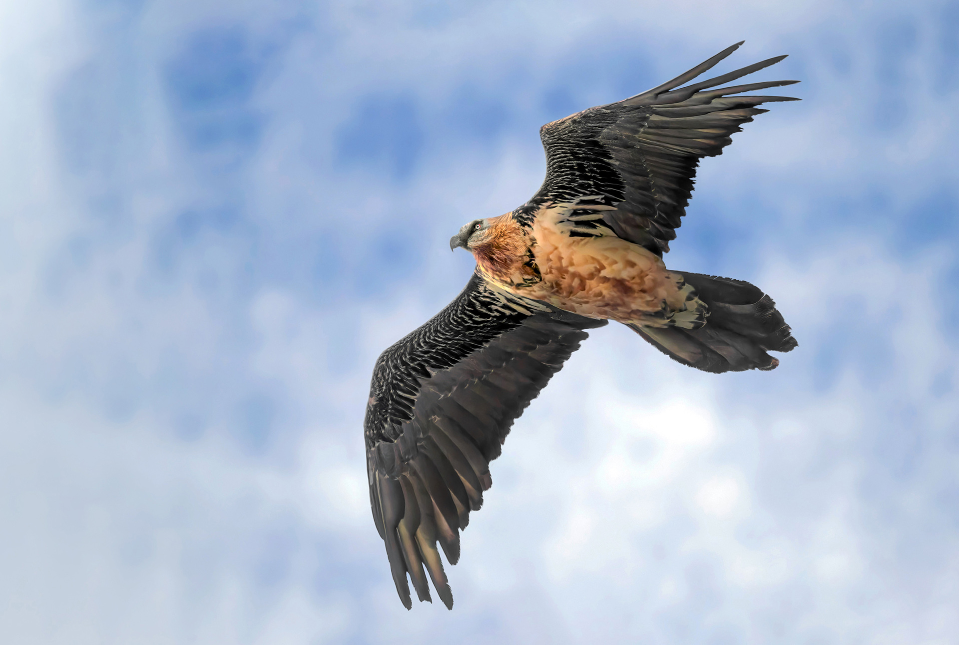 Gipeto adulto (Gypaetus barbatus)