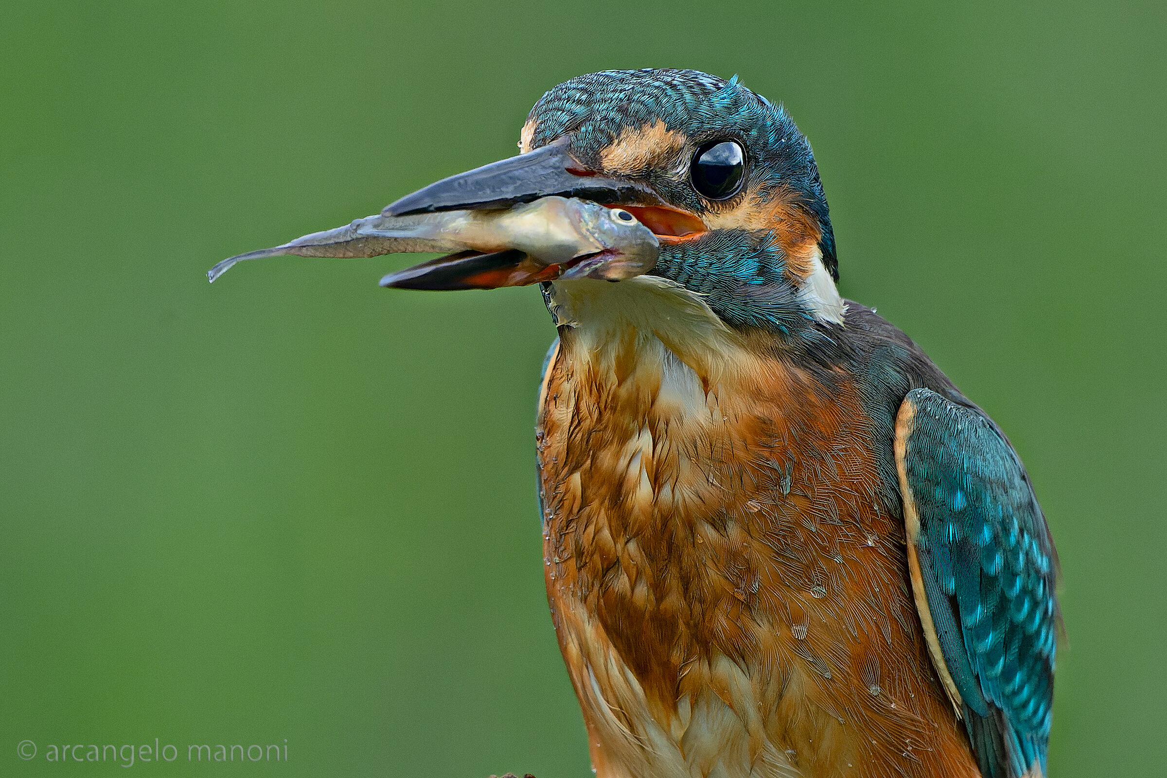 Il cibo preferito dalla martina