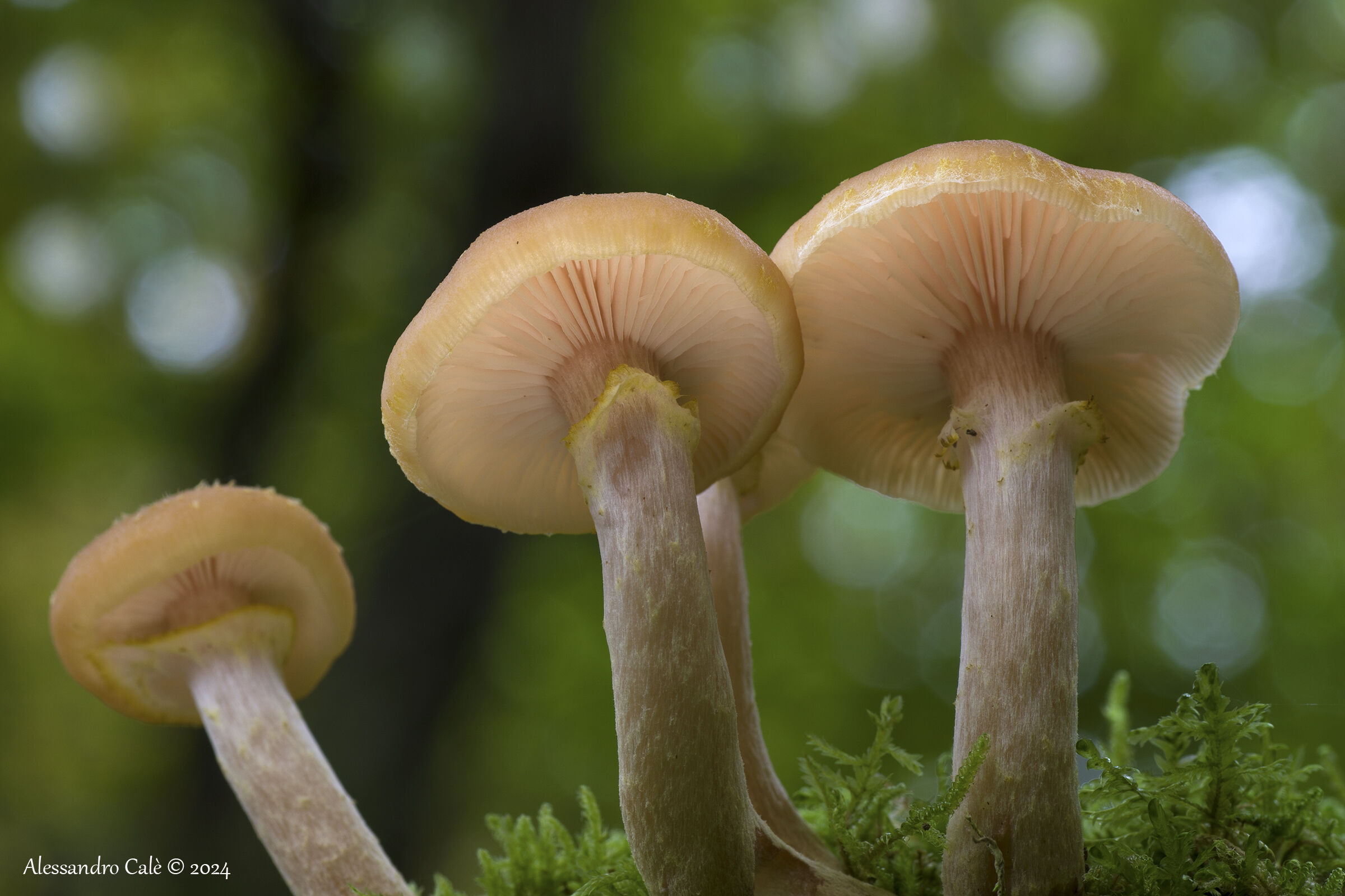 Armillaria mellea (Chiodini) 7724