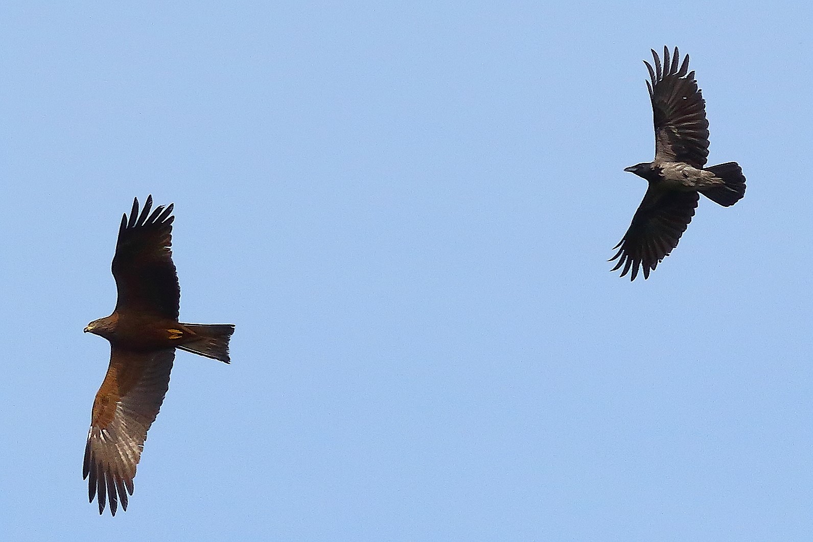 Nibbio bruno 03 maggio 2024 - 8732