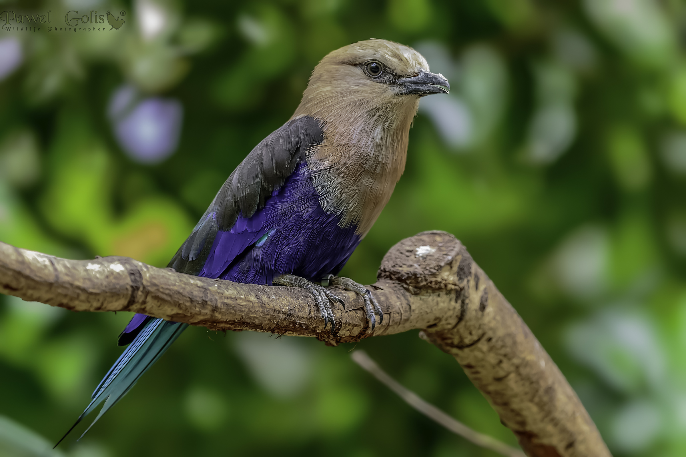 Ghiandaia marina (Coracias cyanogaster)