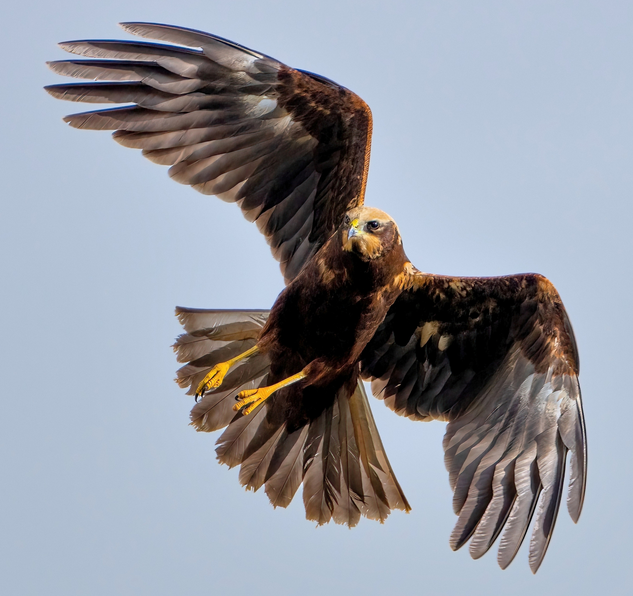 Marsh Harrier (Circus aeruginosus)