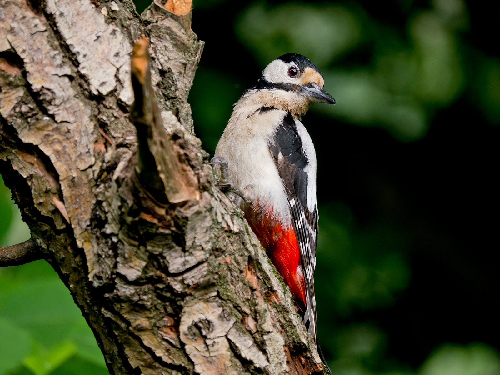 Picchio Rosso Maggiore (femmina)