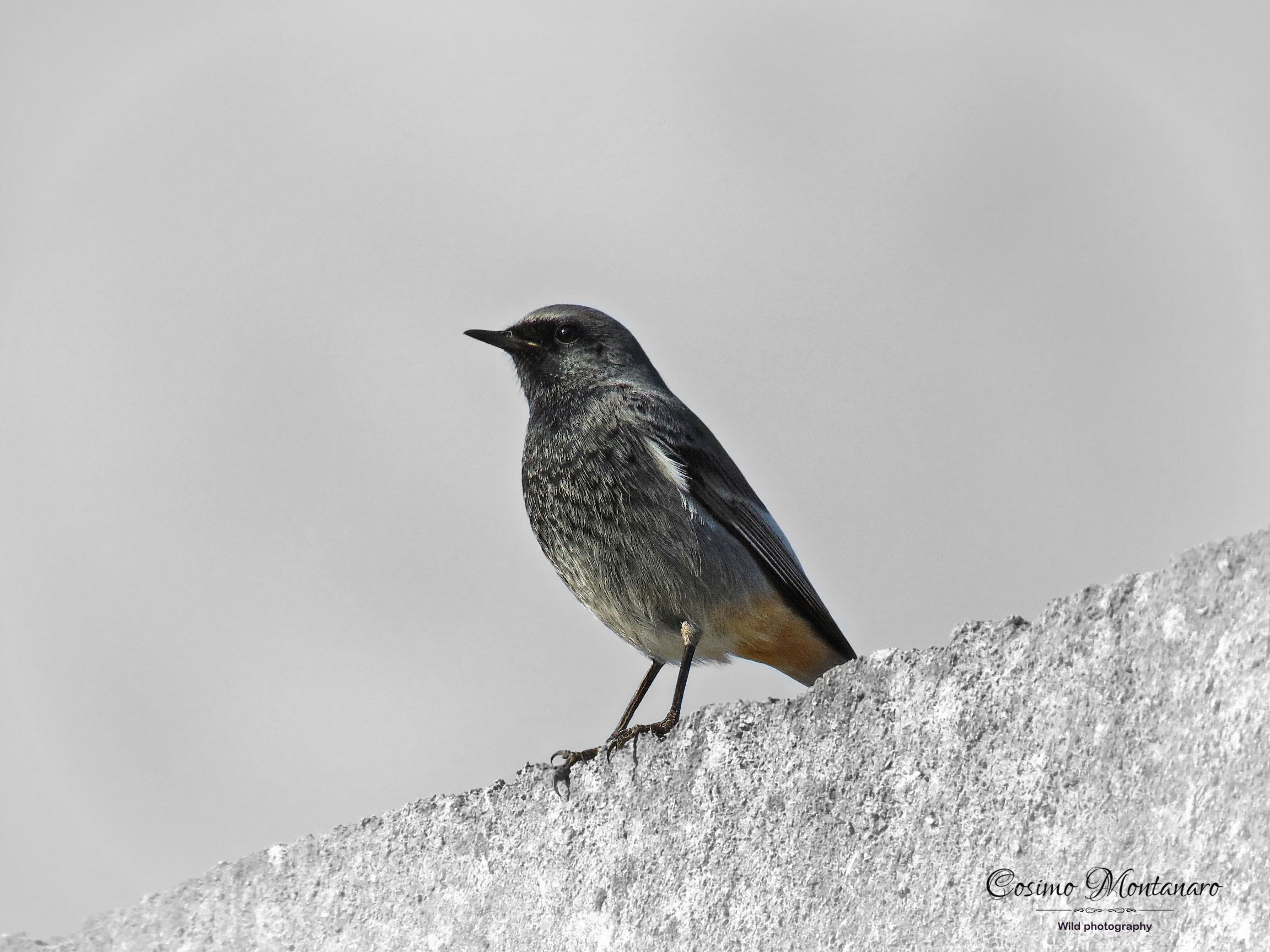 Black redstart