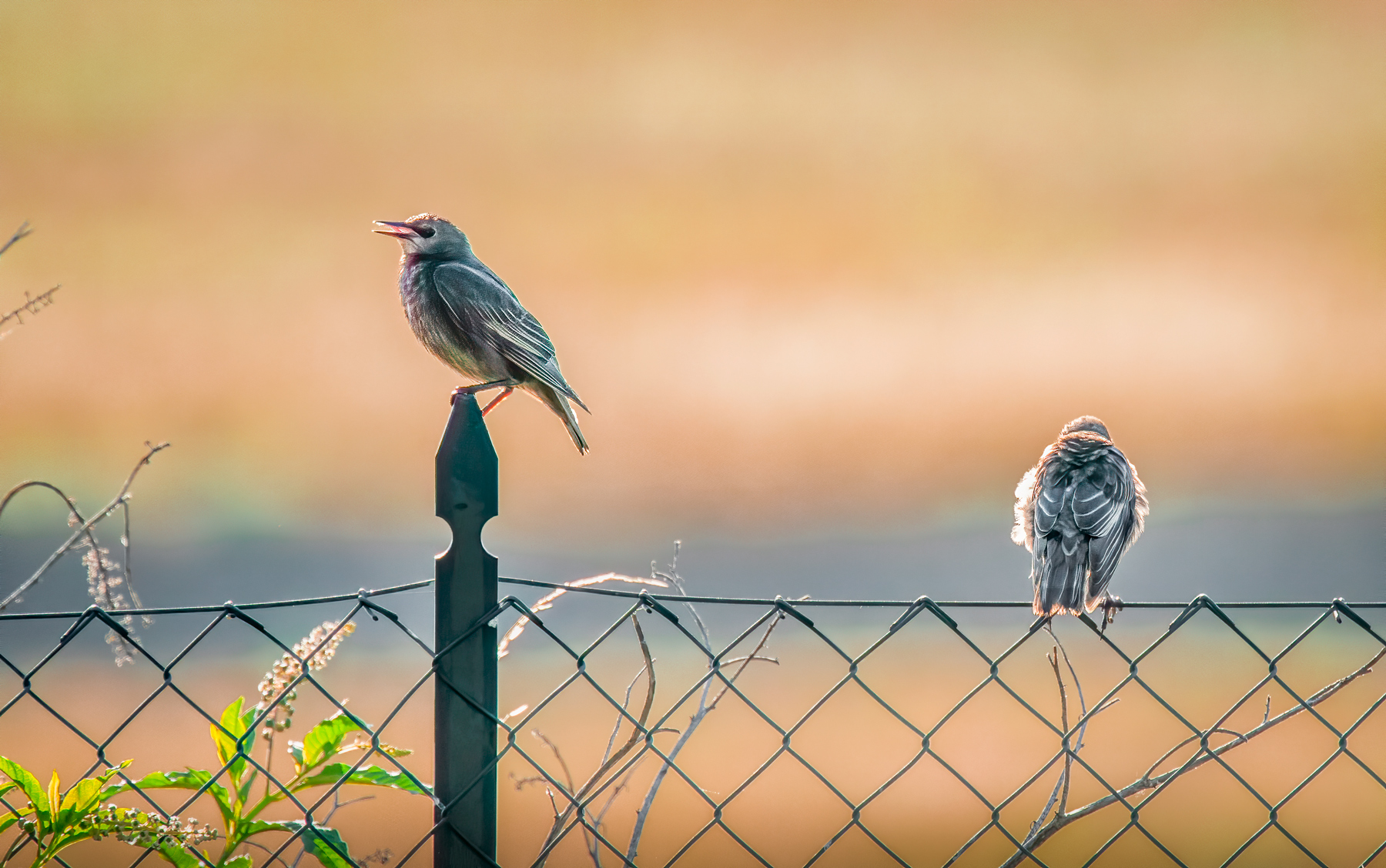 Singing at dawn