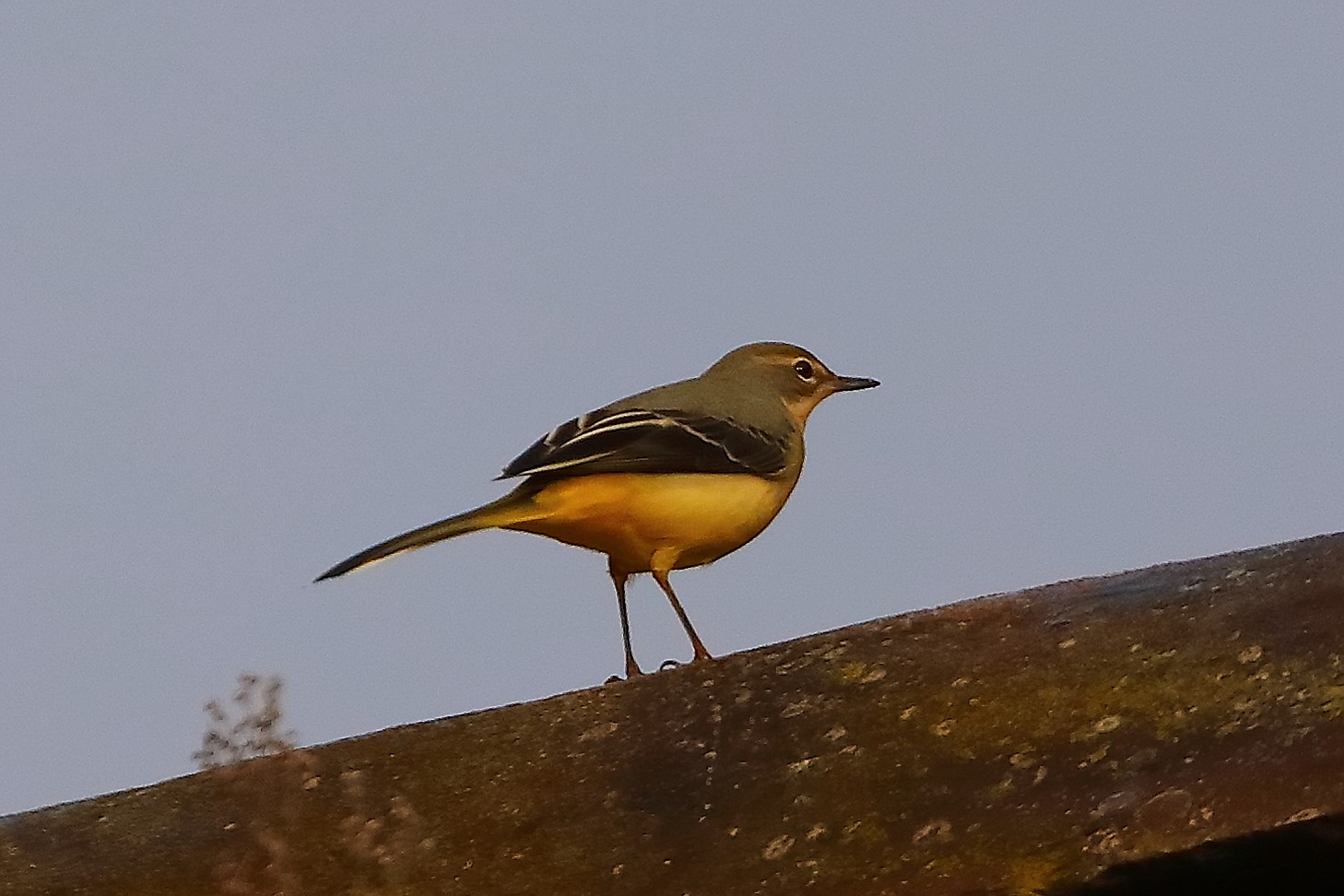 Ballerina G 22 ottobre 2024 - 0052