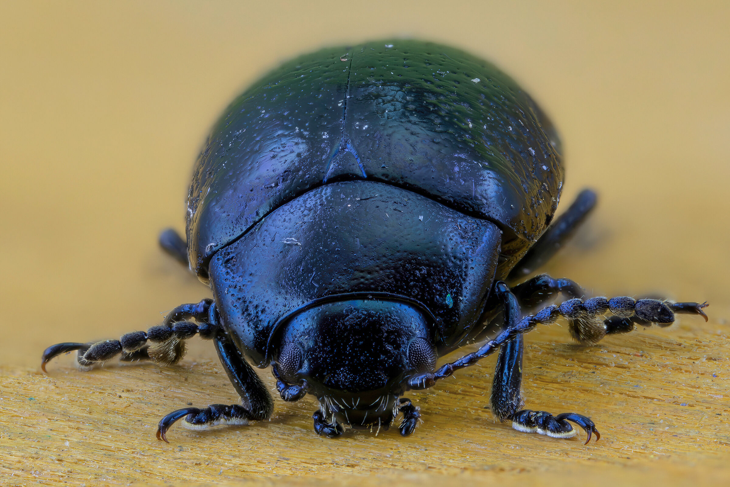 Chrysolina cerealis mixta