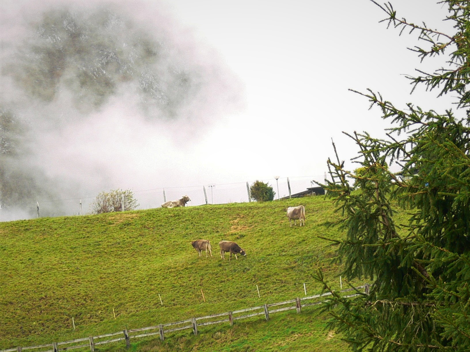 Between fog and rains autumn pasture
