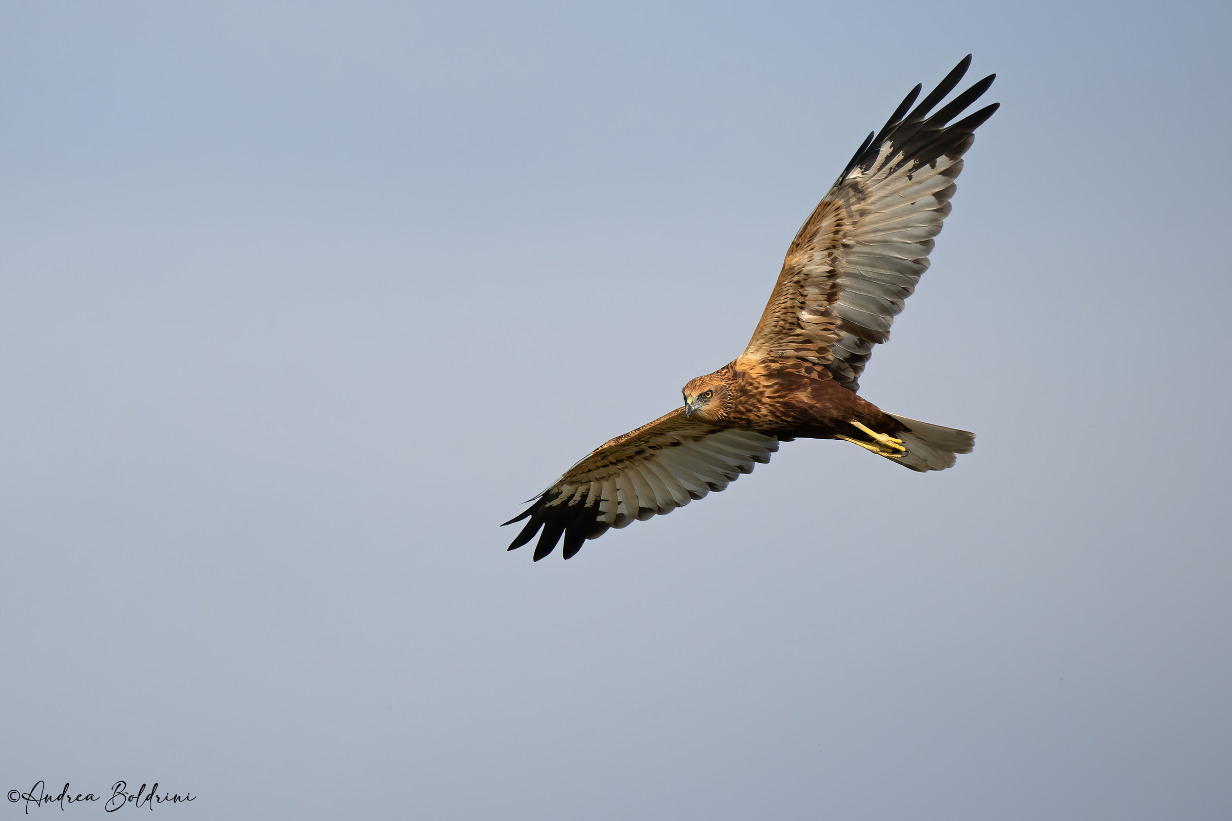 Marsh Harrier